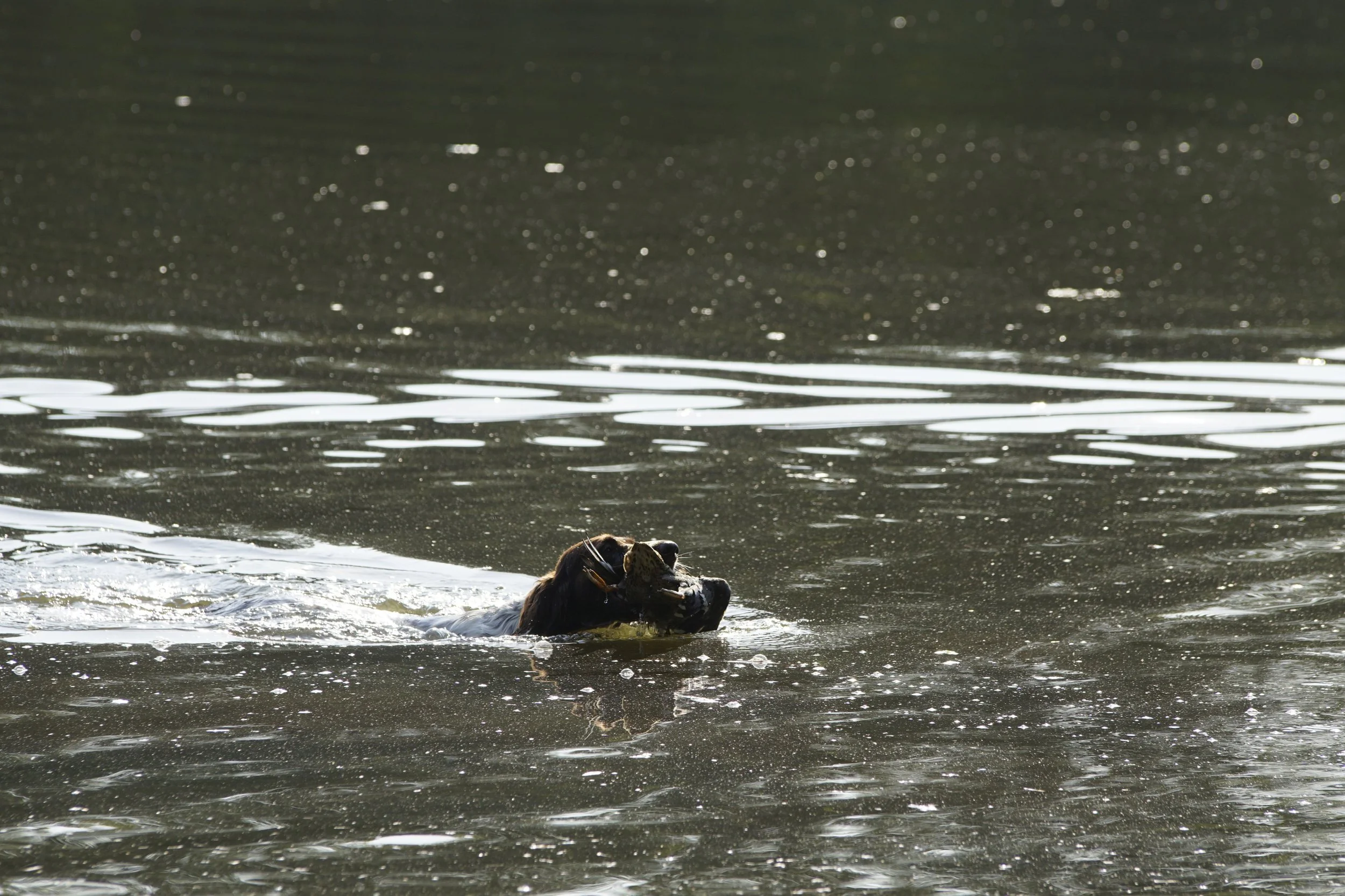 _DSC8877.JPG