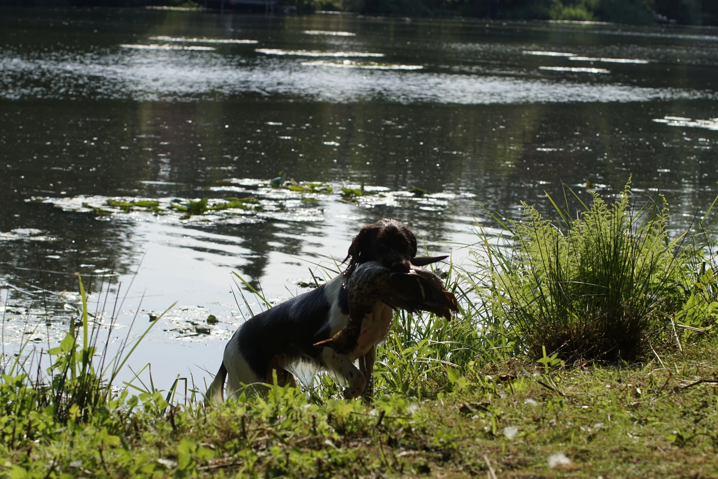 _DSC9203.JPG