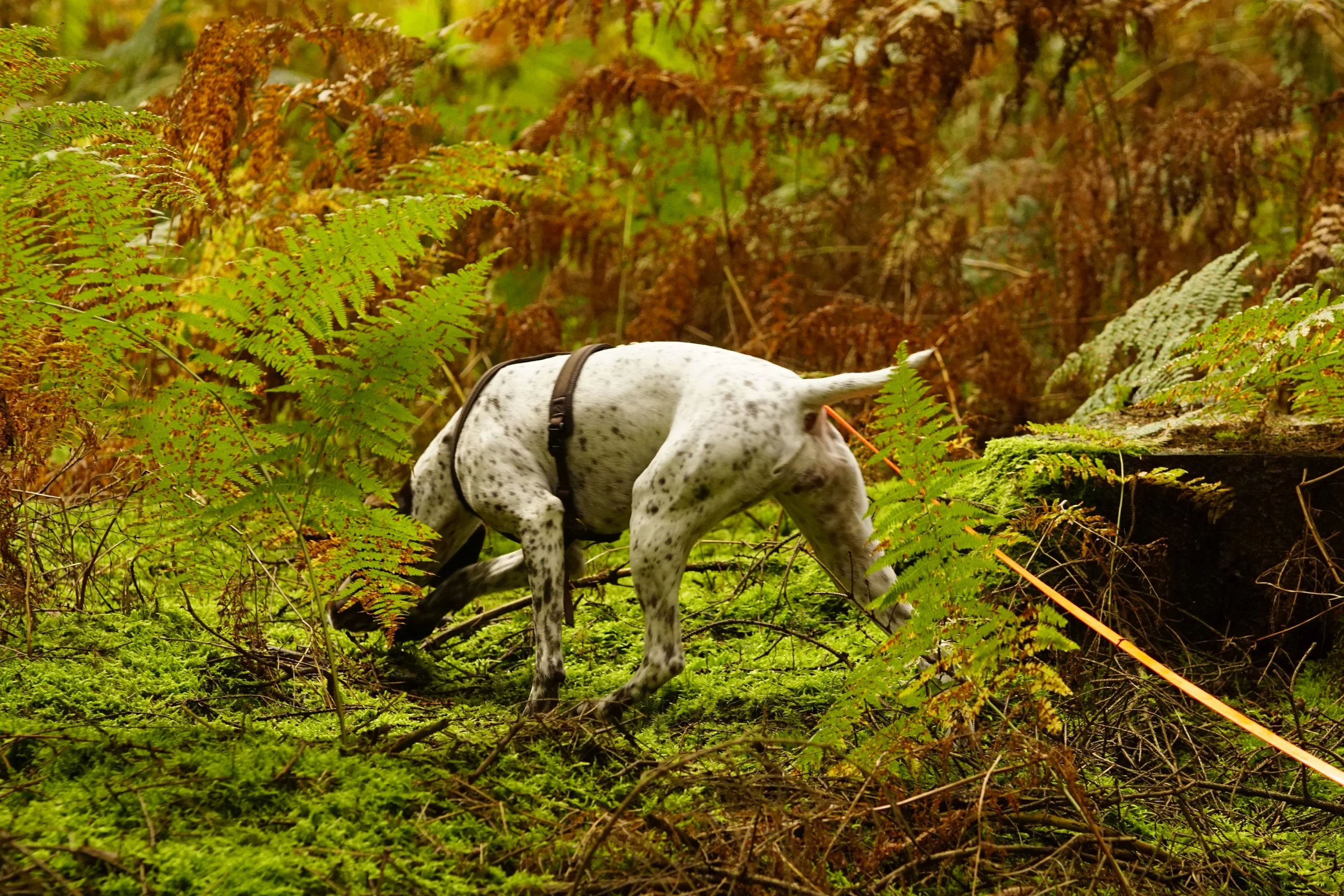 image085.JPG