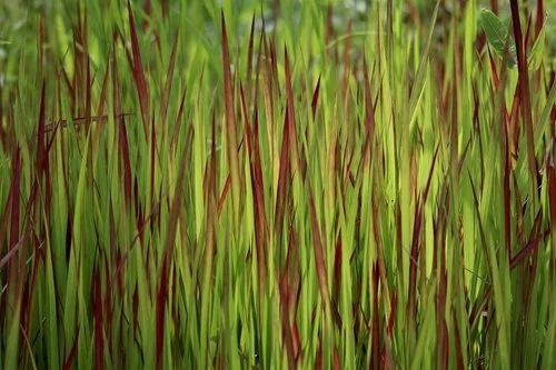 Ornamental Grass