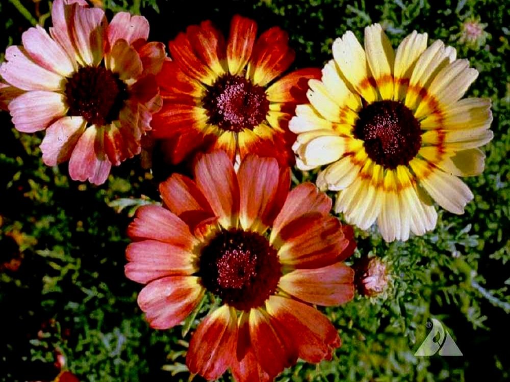 Painted Daisy