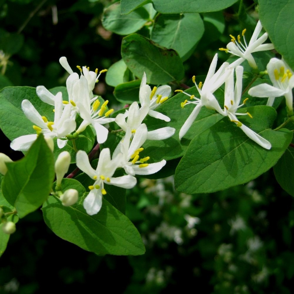 Bush Honeysuckle
