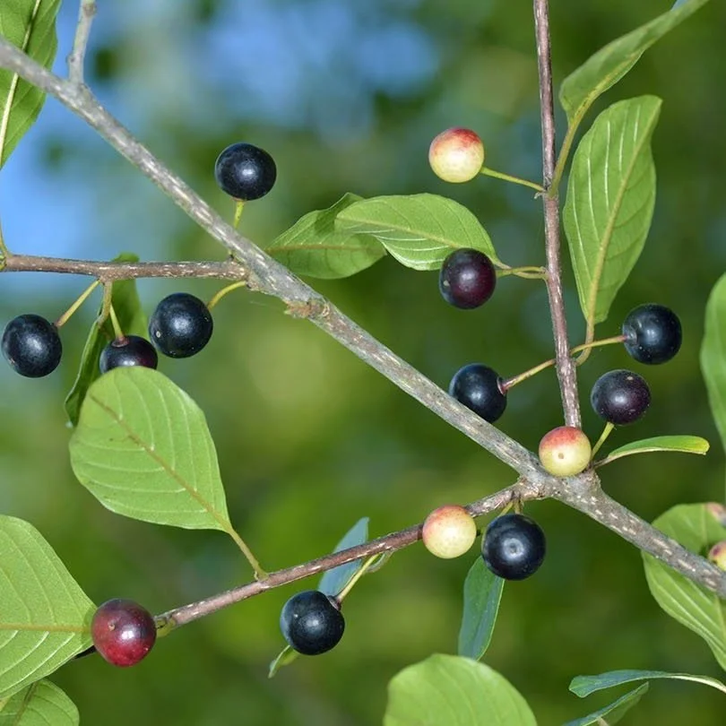 Alder Buckthorn
