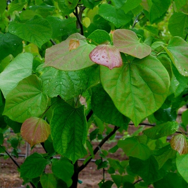 Eastern Redbud