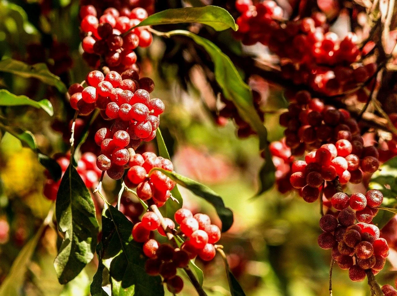 Autumn Olive