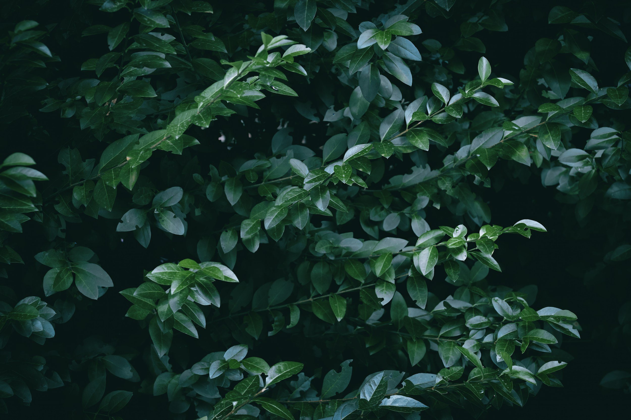 Privet