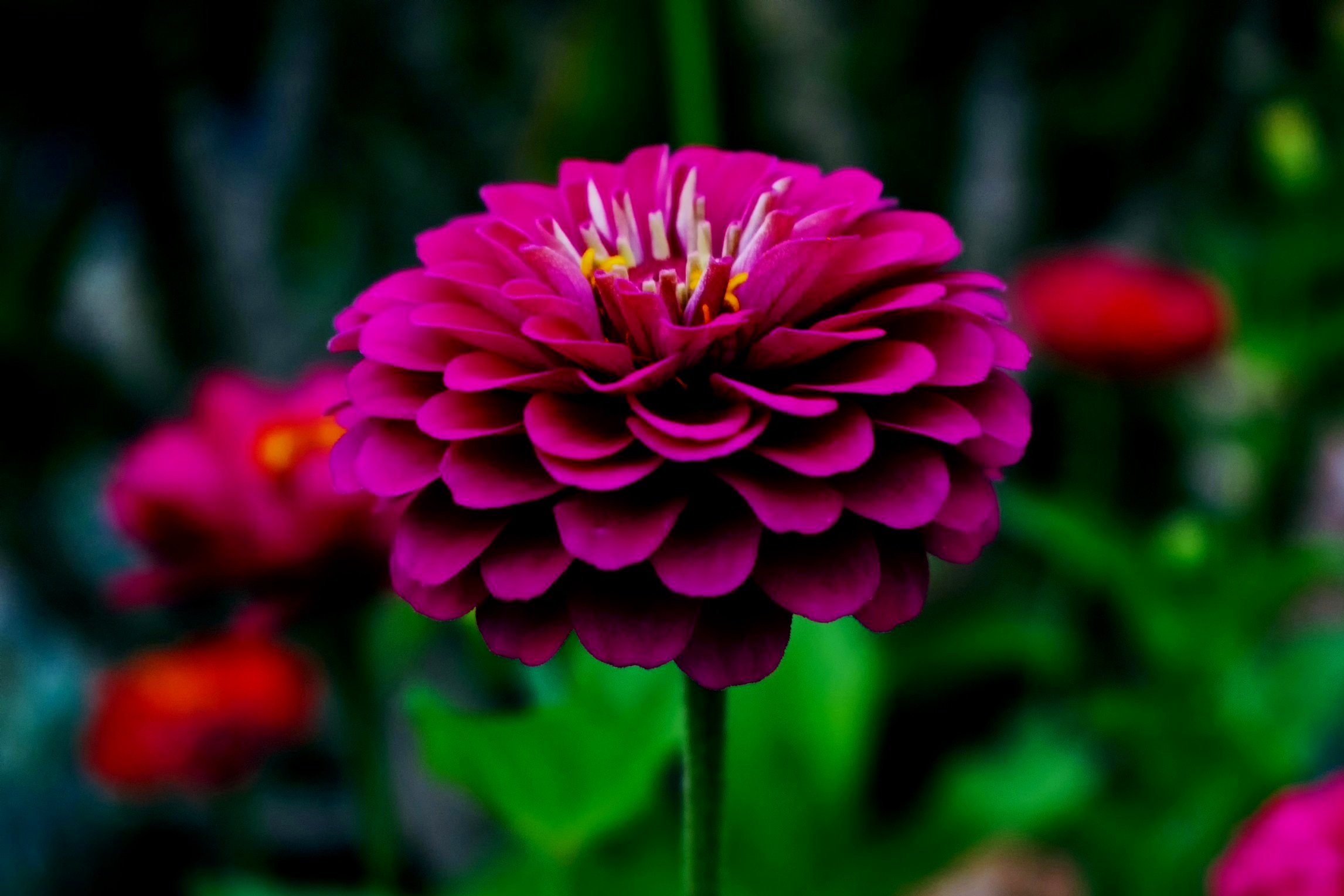 Zinnia