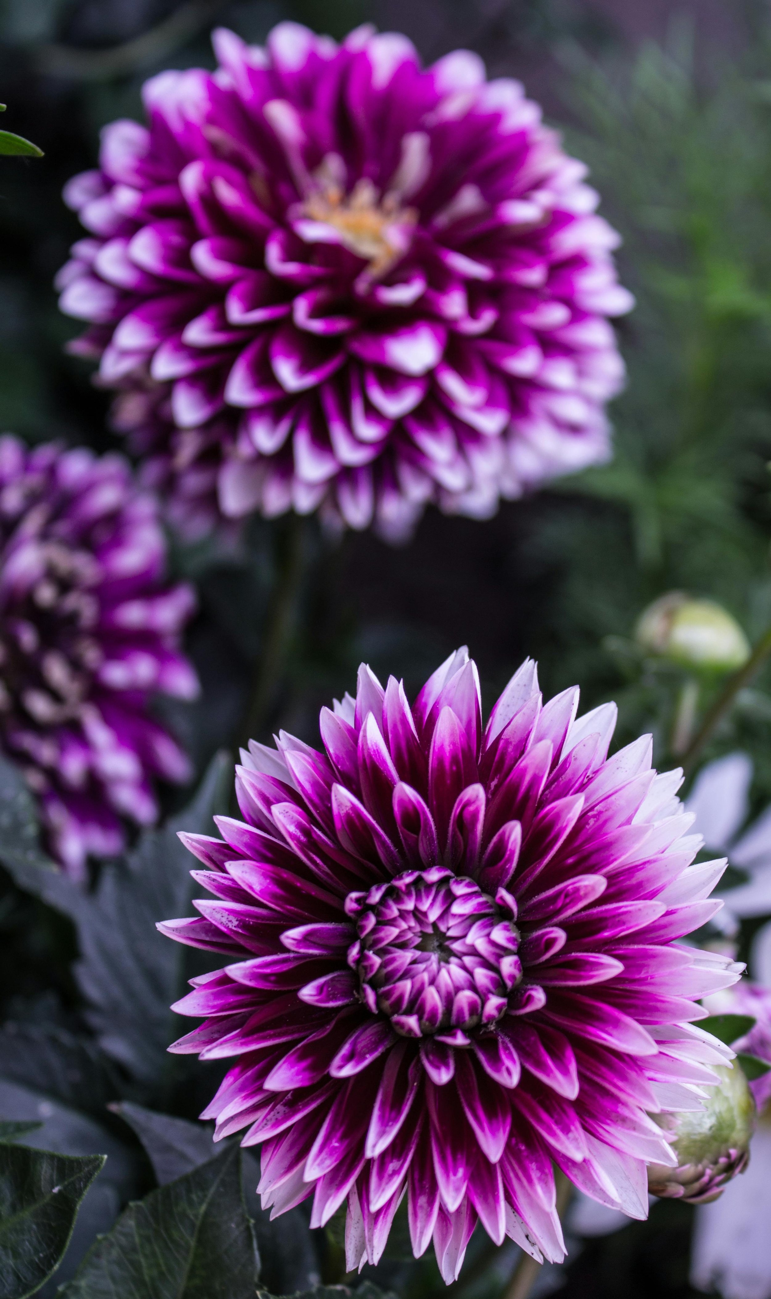 Dahlia