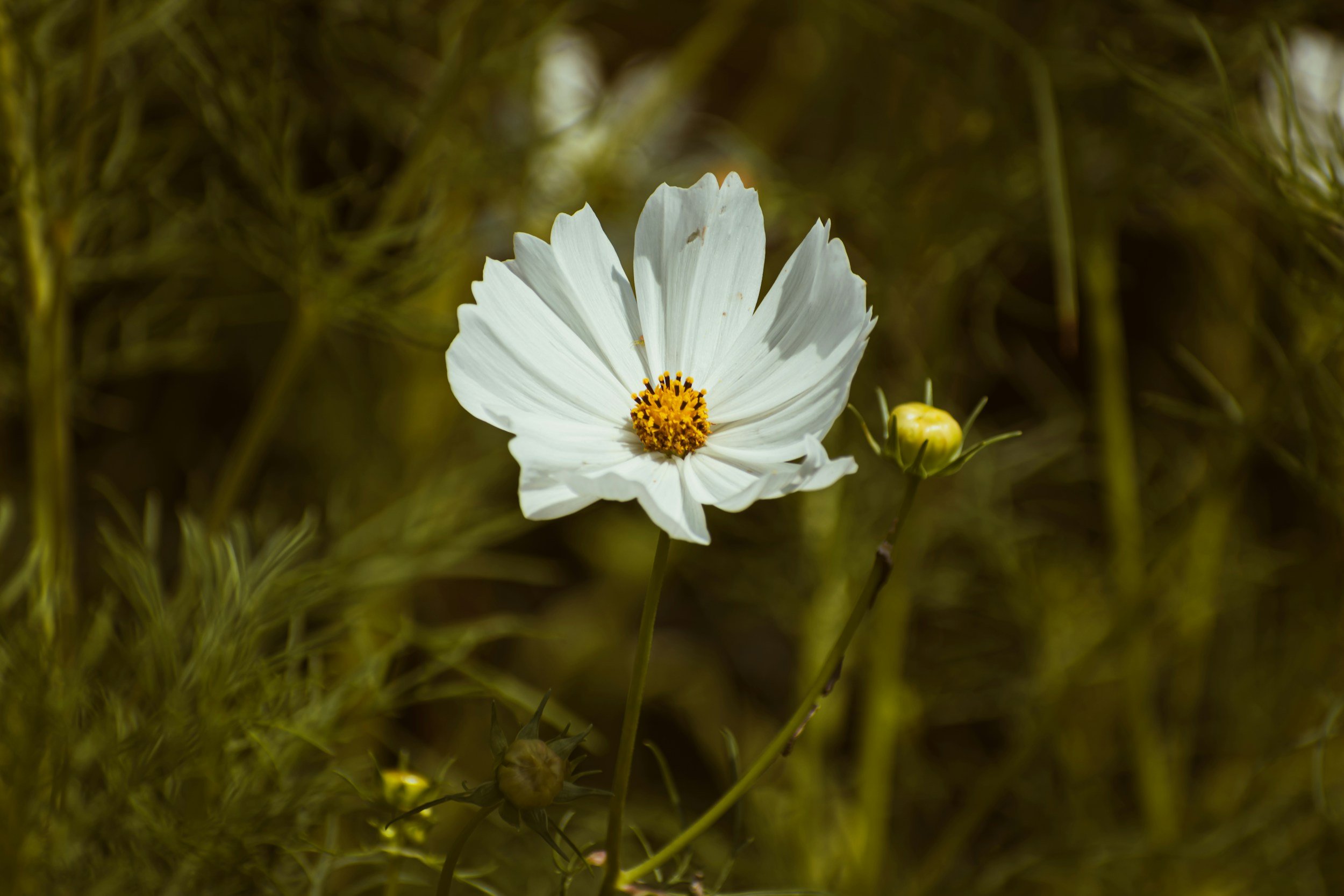 Cosmos