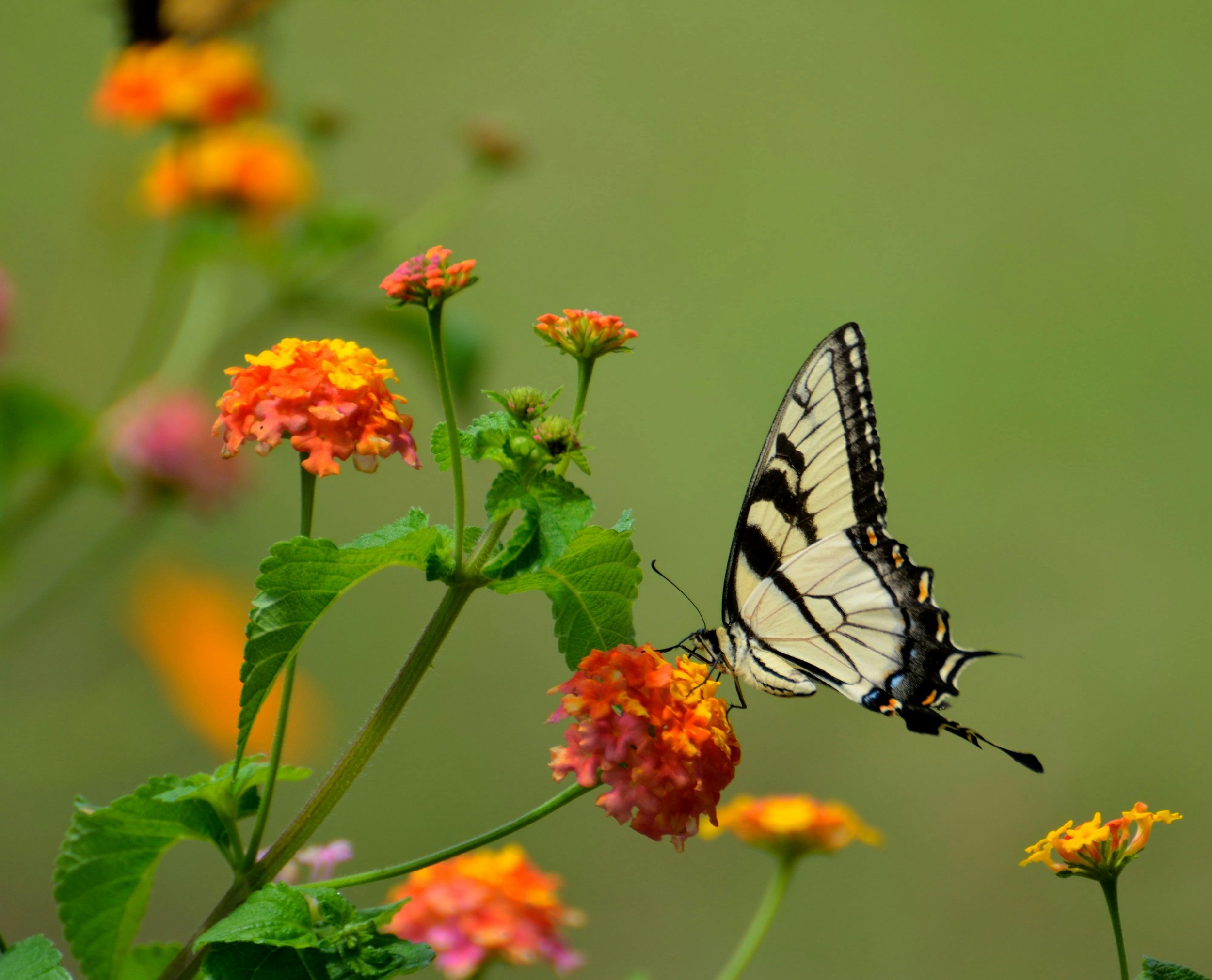 Lantana