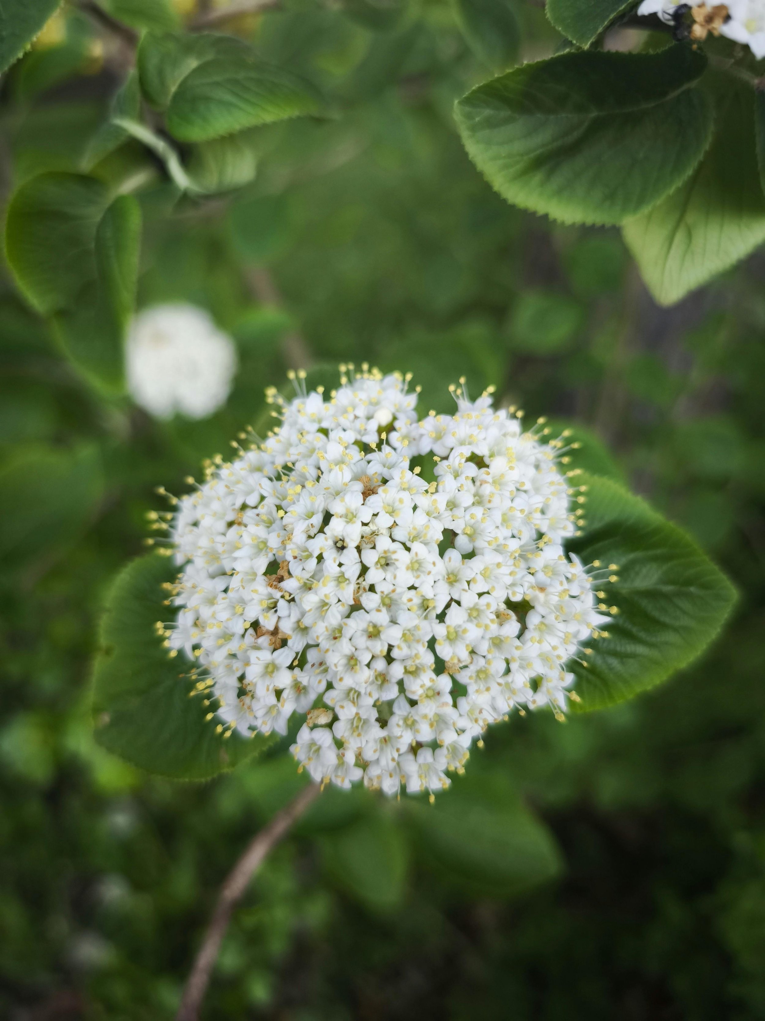 Viburnum