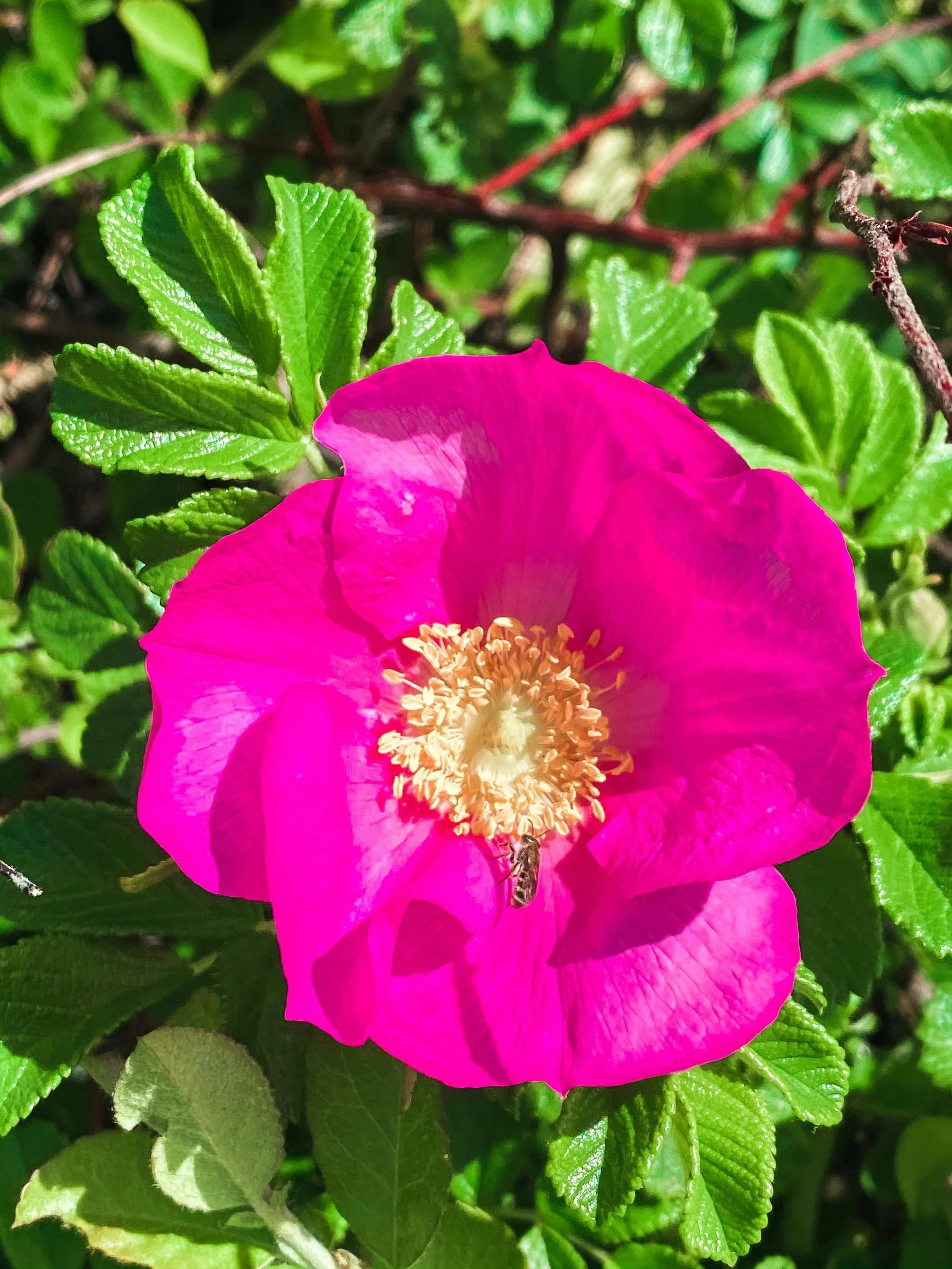 Beach Rose