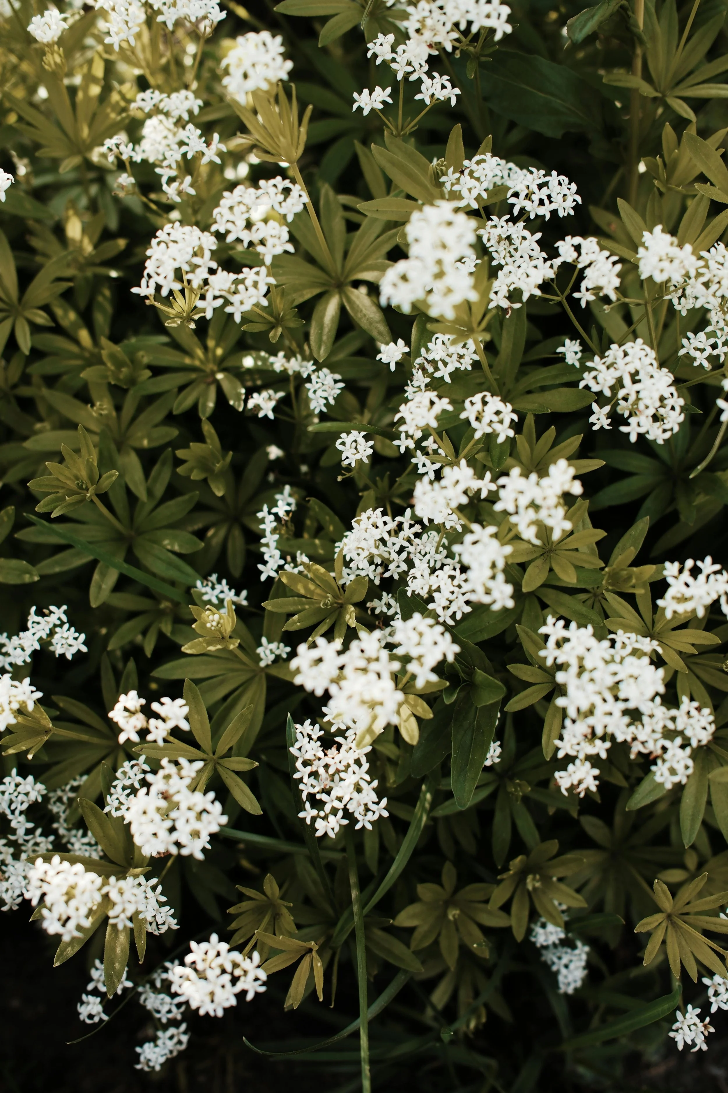 Sweet Woodruff