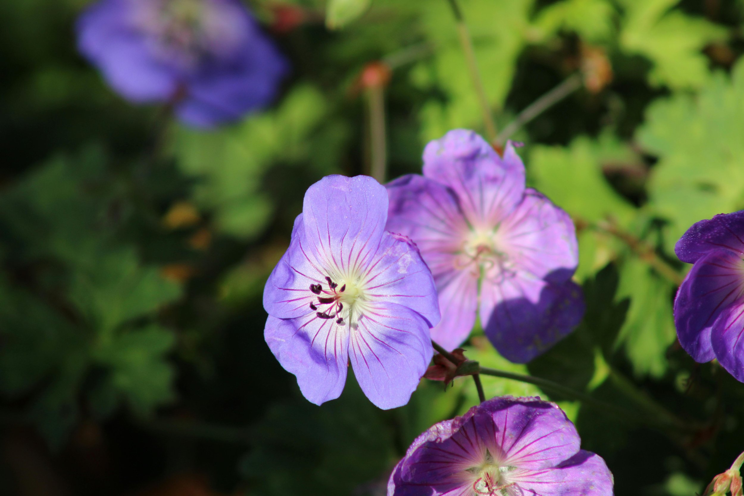 Cranesbill (Hardy Geranium)