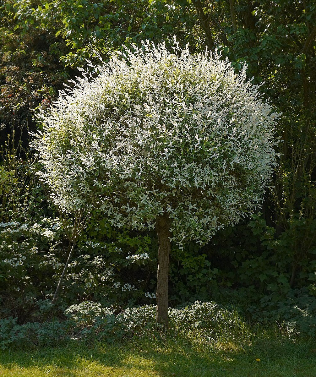 Dappled Willow