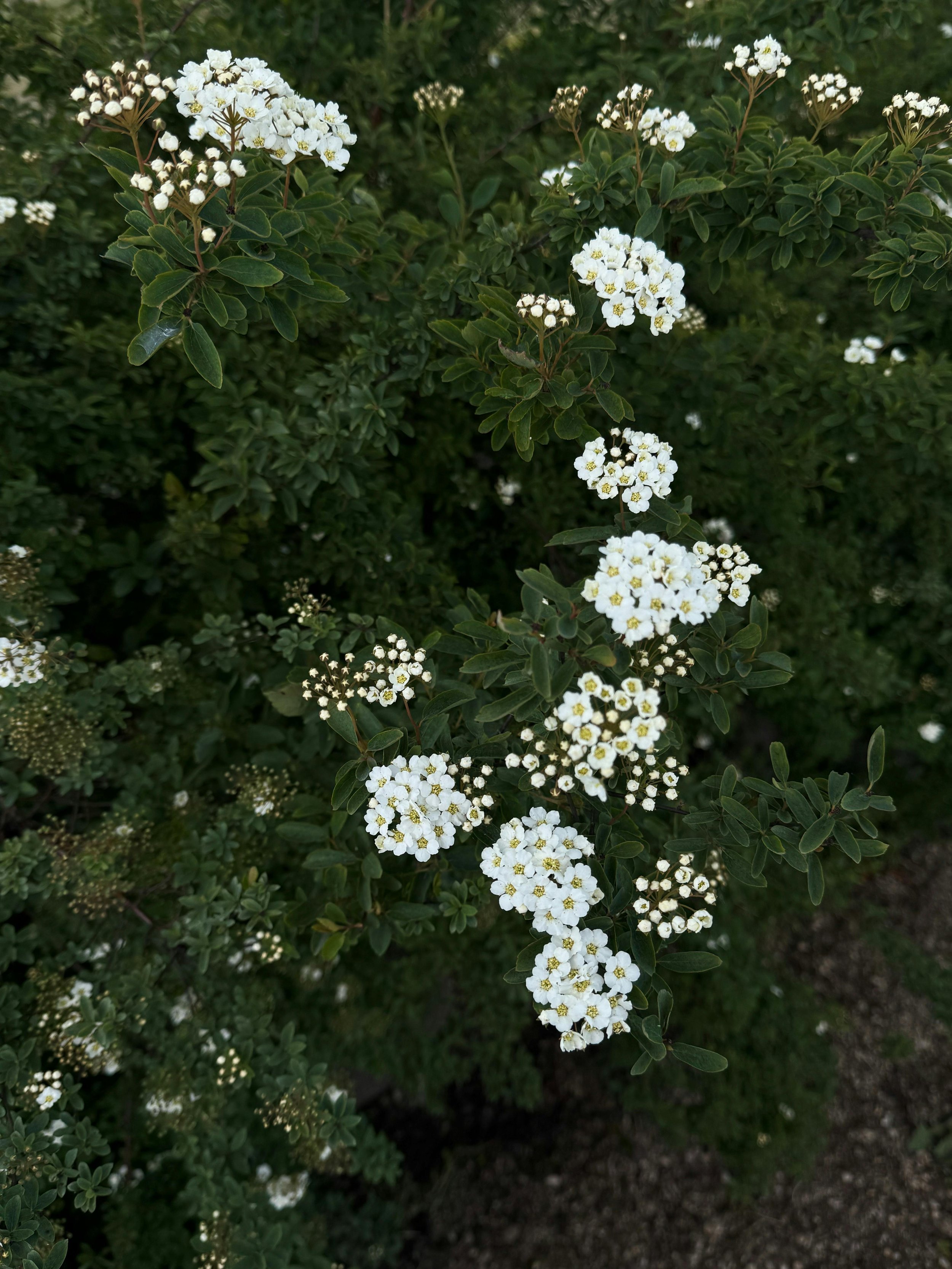 Flowering Spirea