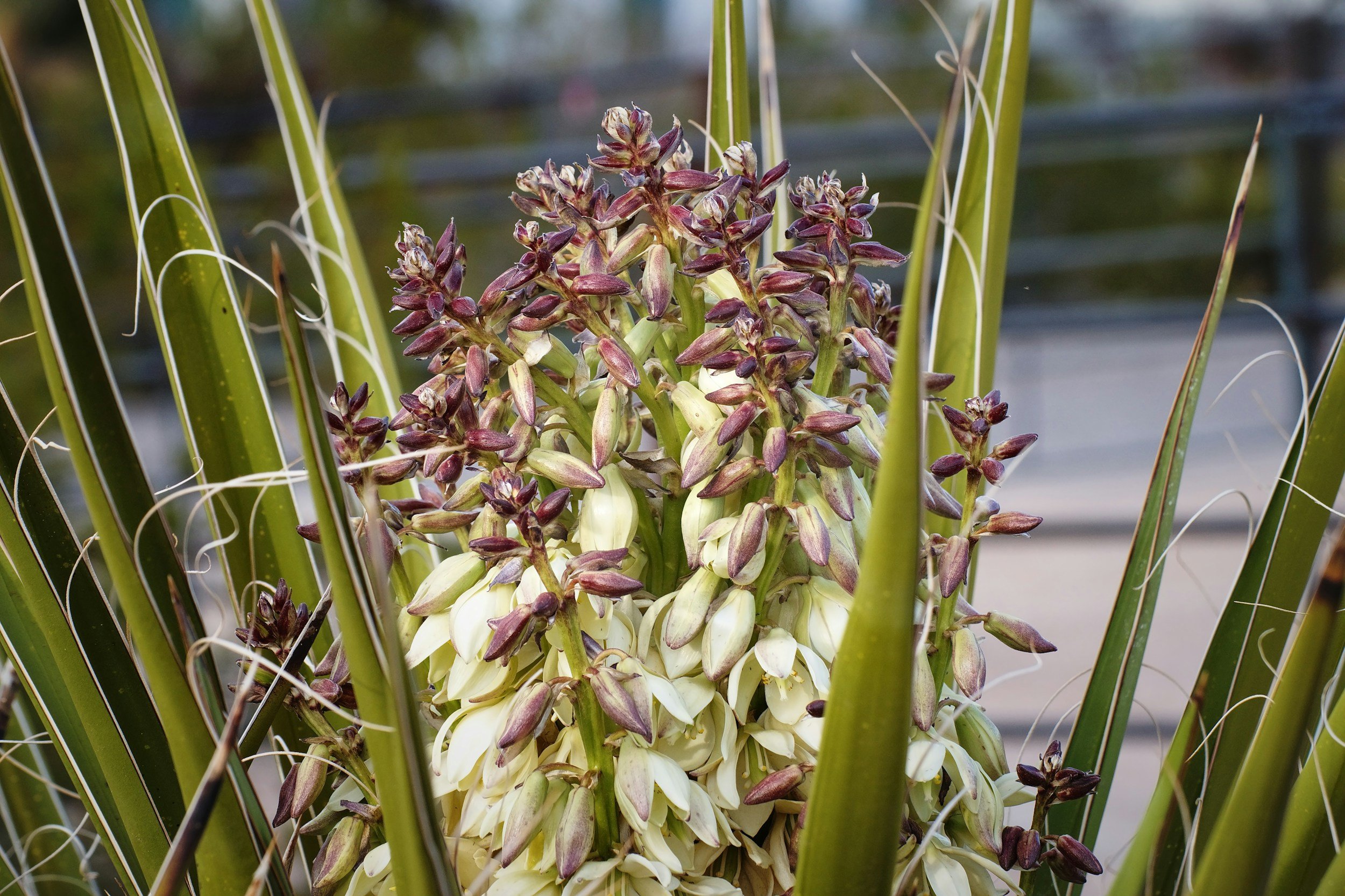 Yucca 'Adam's Needle'
