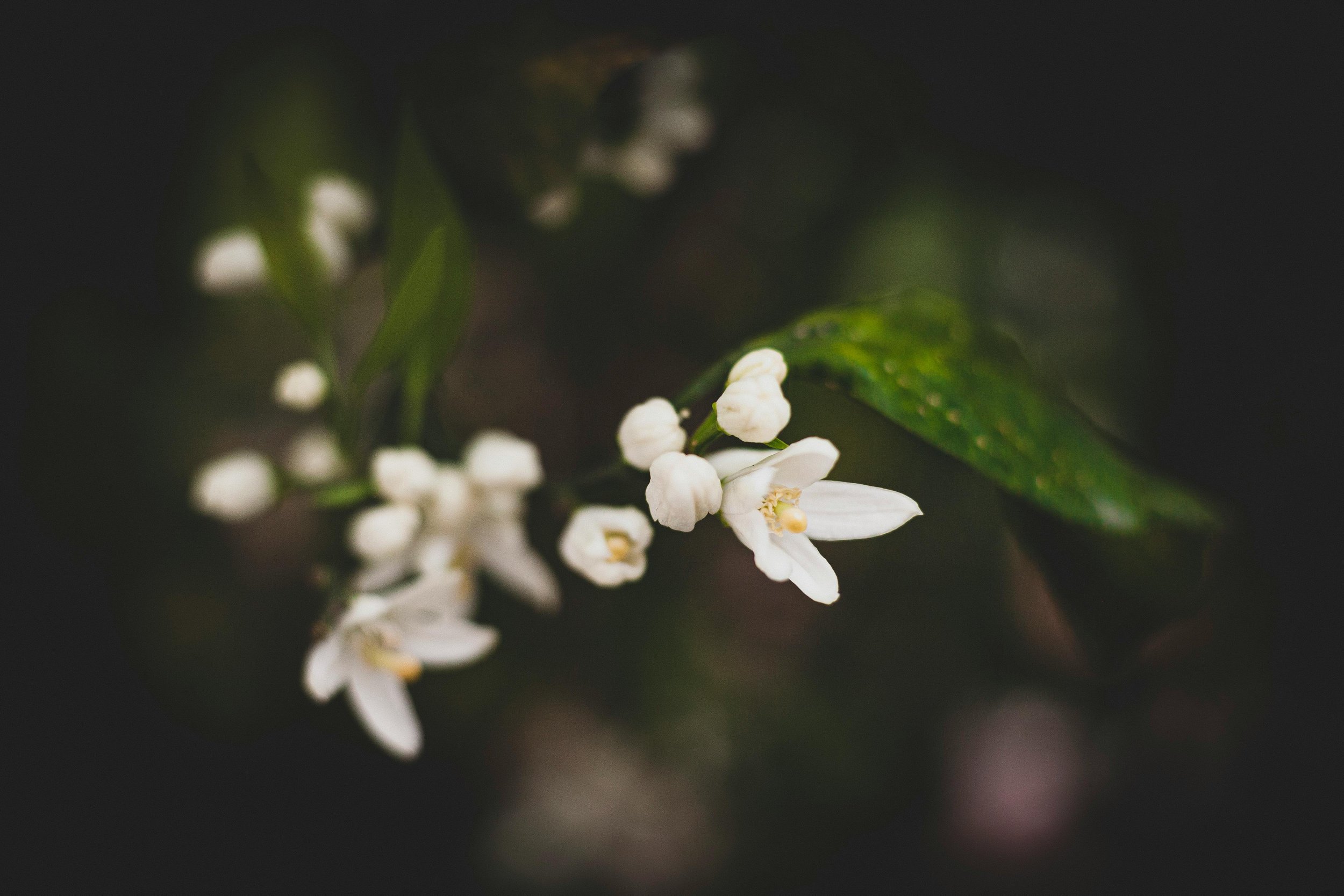 Deutzia