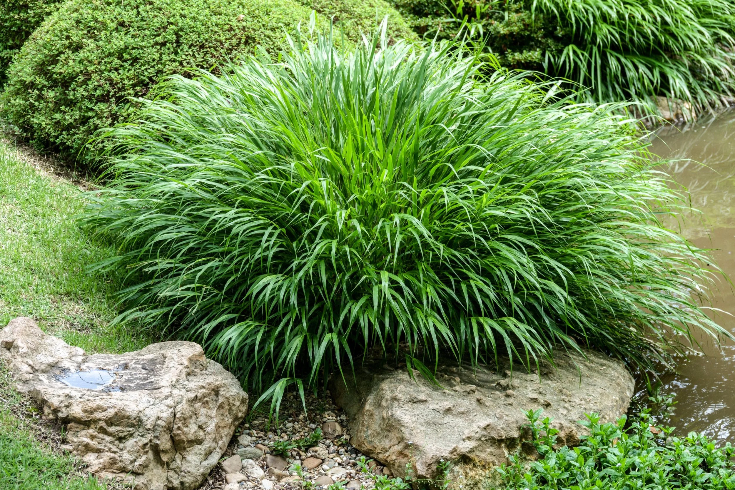 Japanese Forest Grass