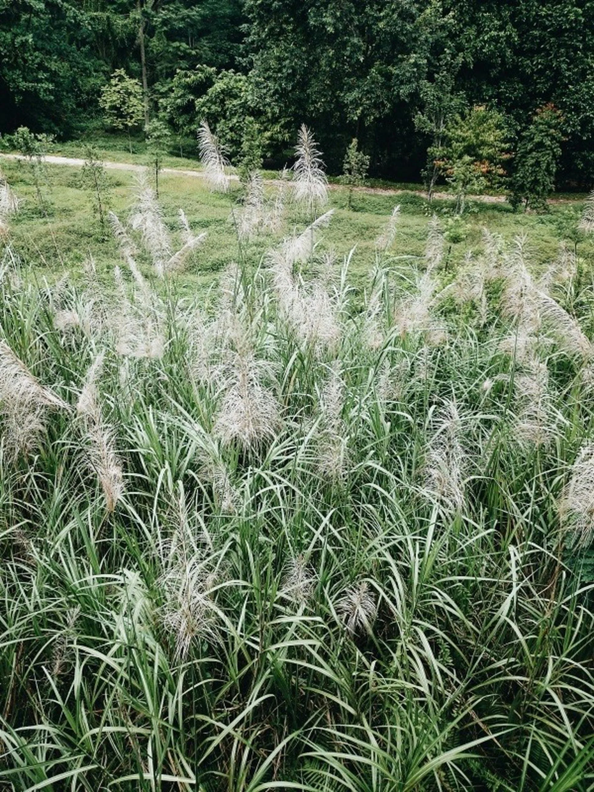 Maiden Grass