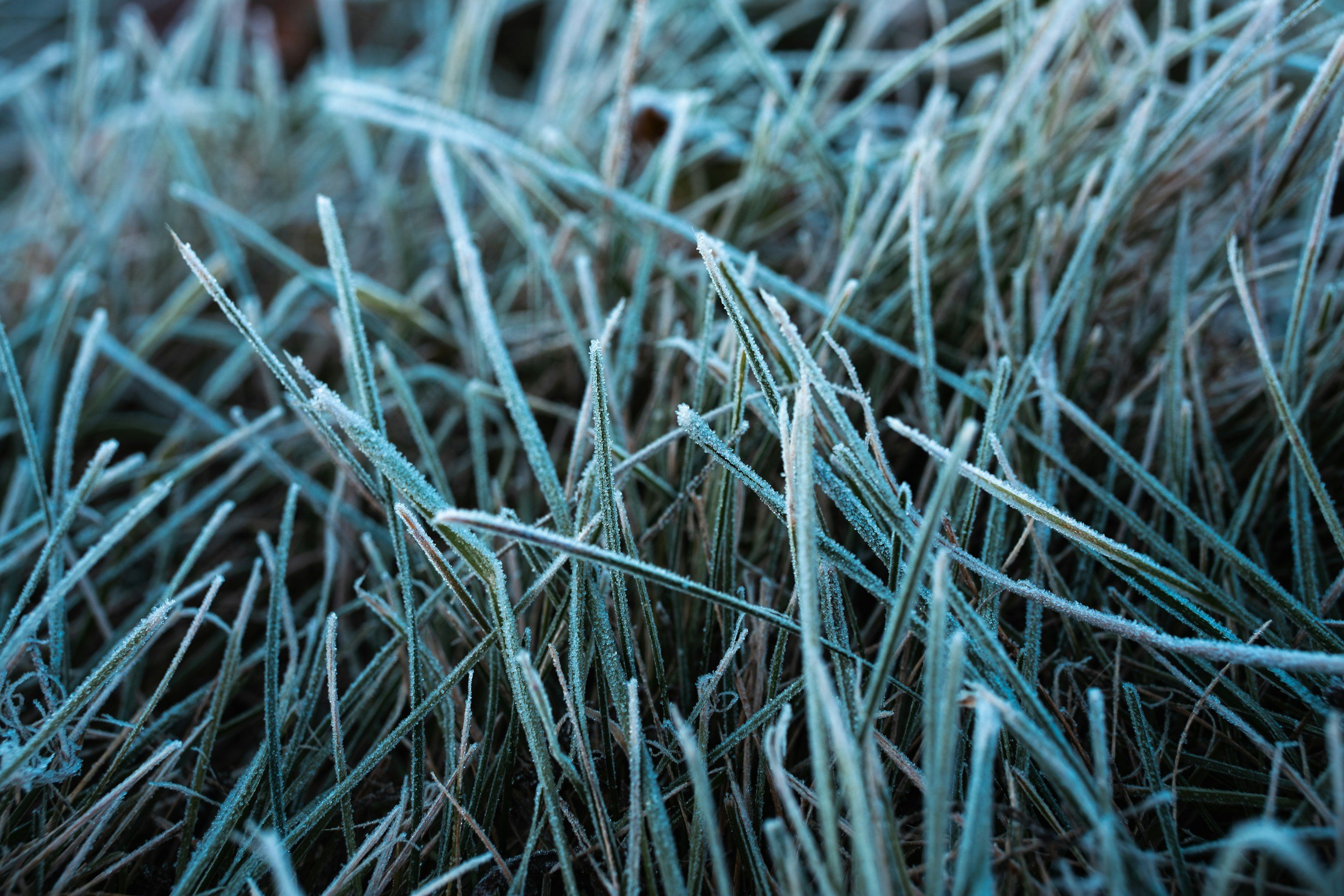 Blue Fescue Grass