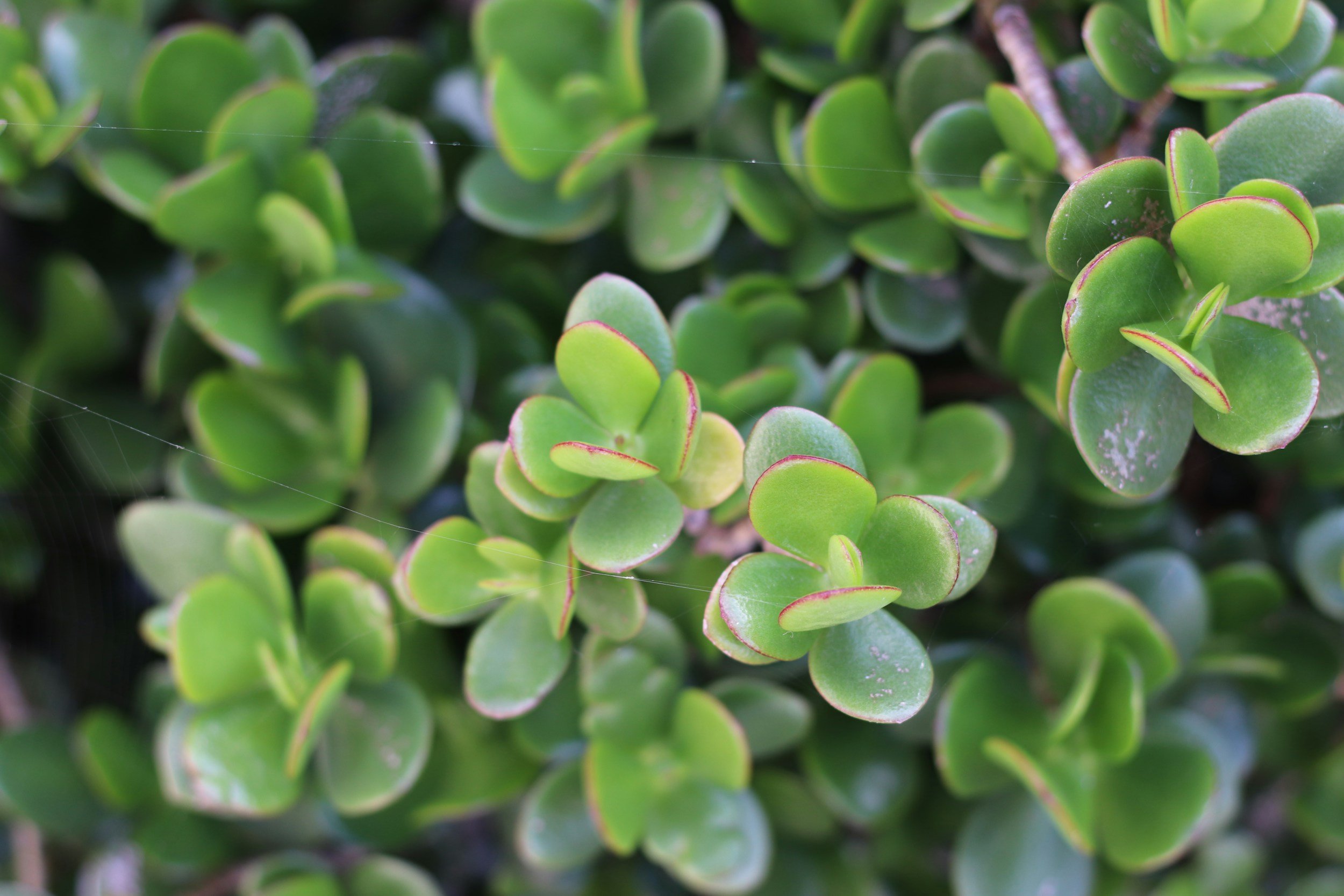 Stonecrop Sedum
