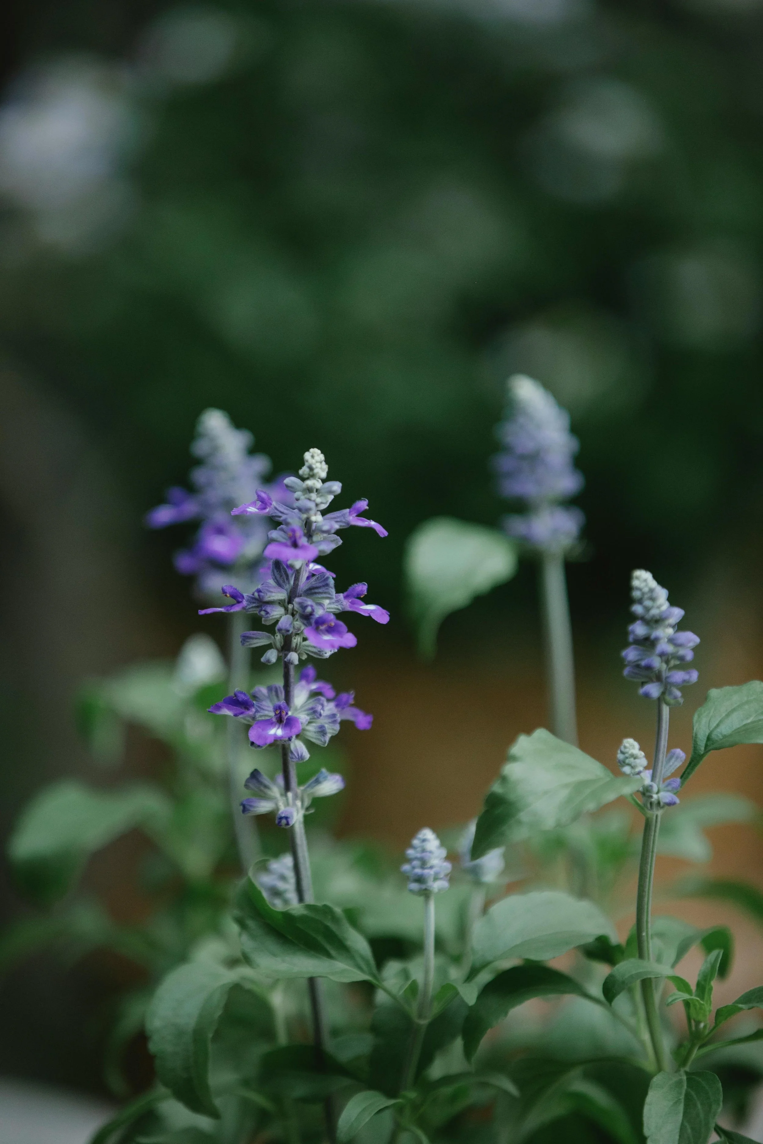 Wood Sage (Salvia)