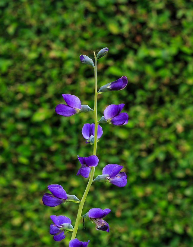 Baptisia (False Indigo)
