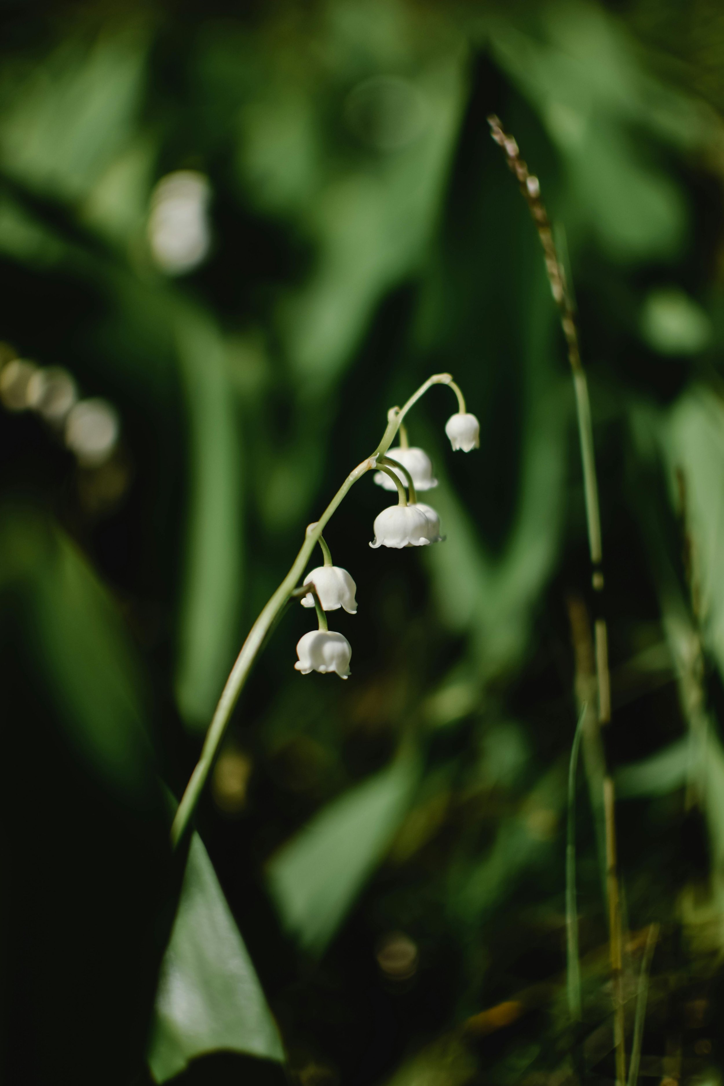 Lily of the Valley