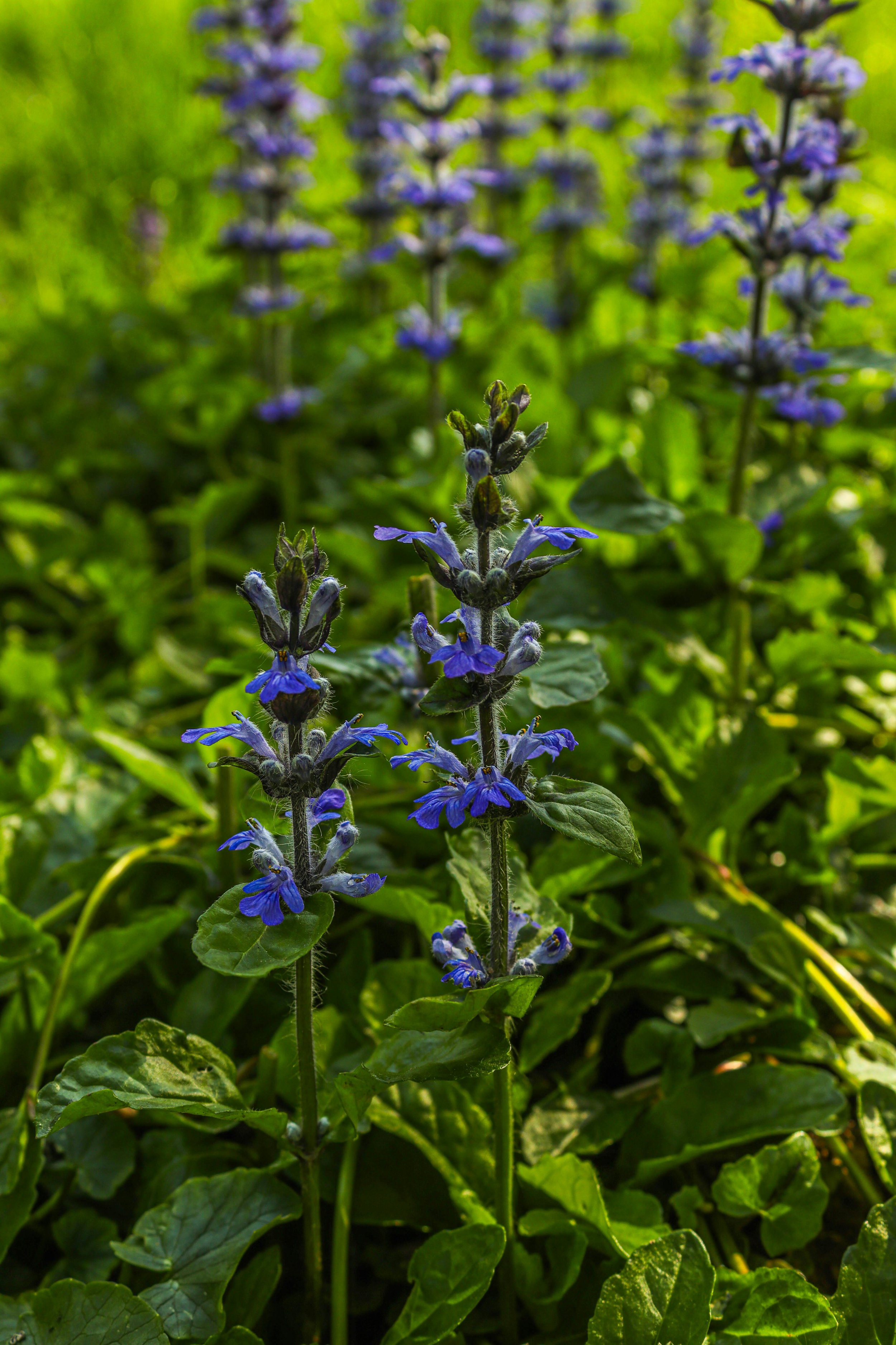 Bugleweed (Ajuga)