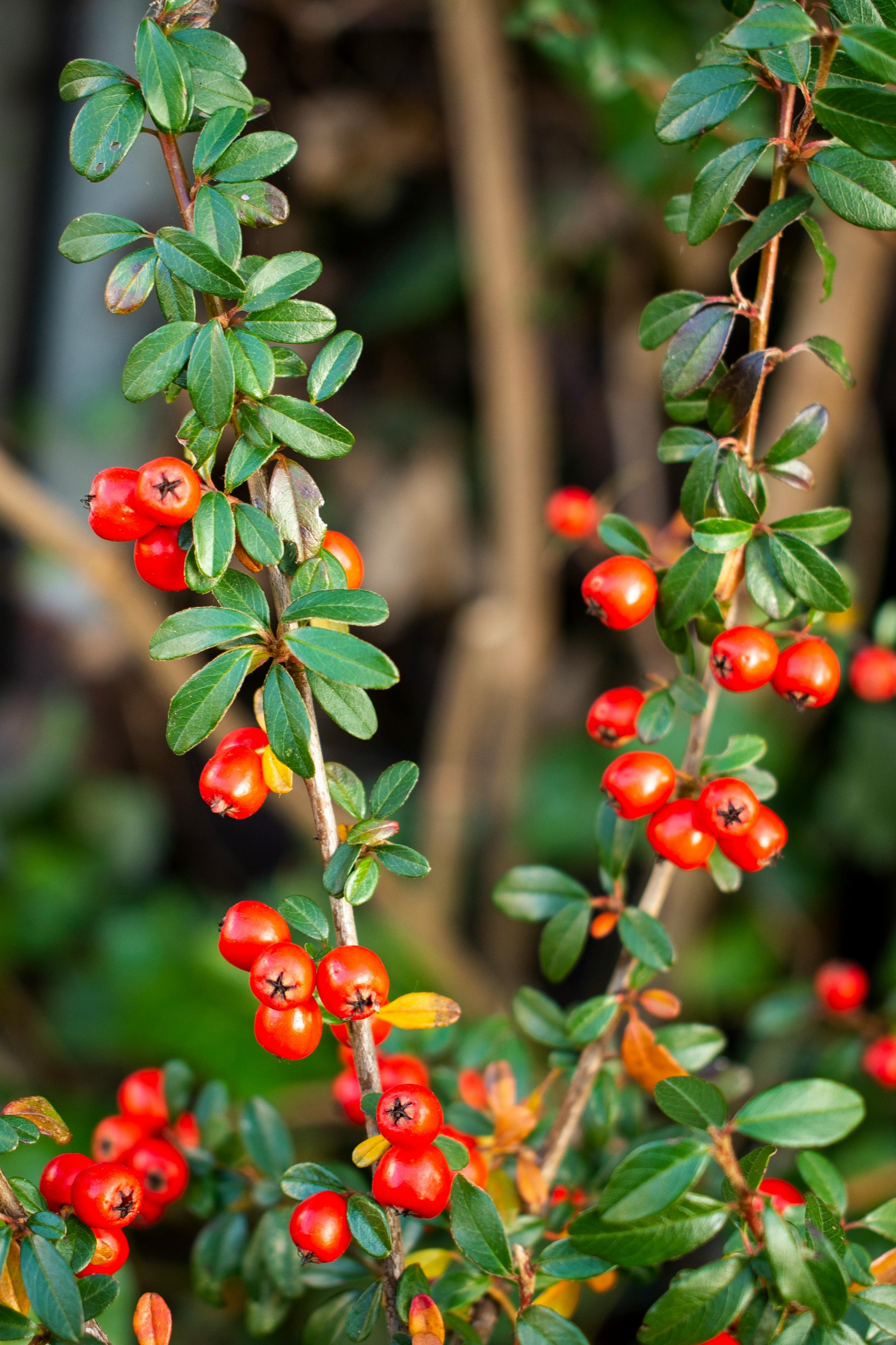 Bearberry Cotoneaster