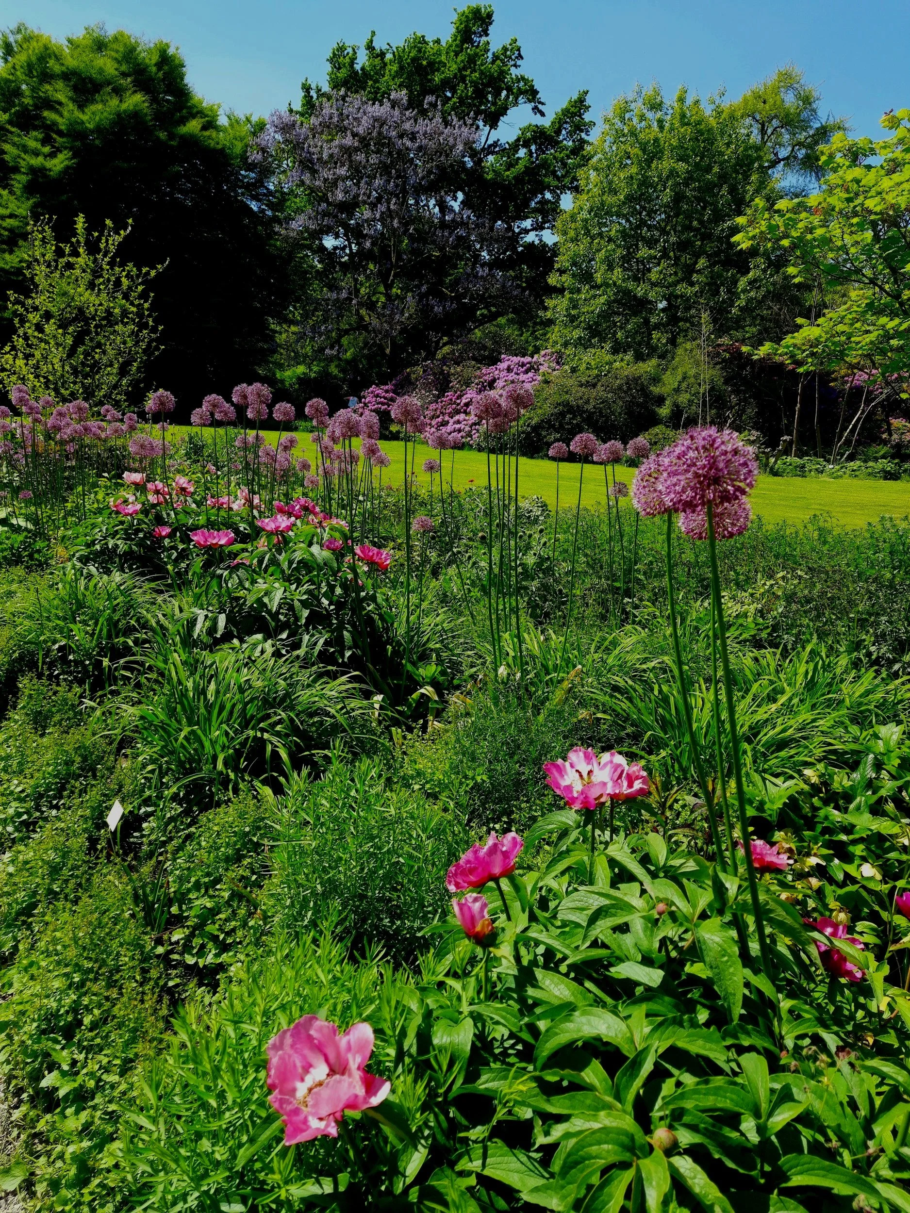 Summer is Blooming