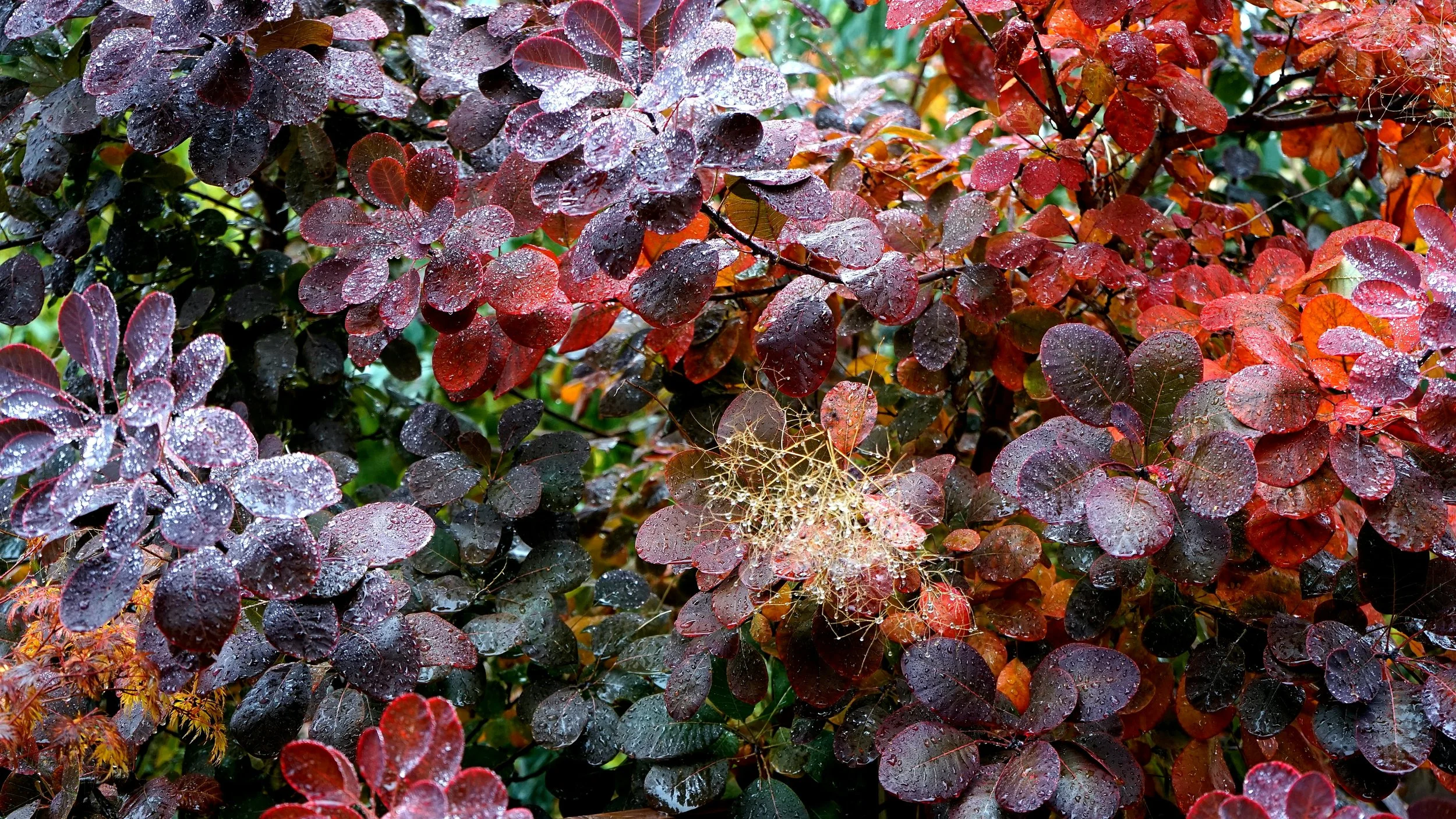 Smoke Tree