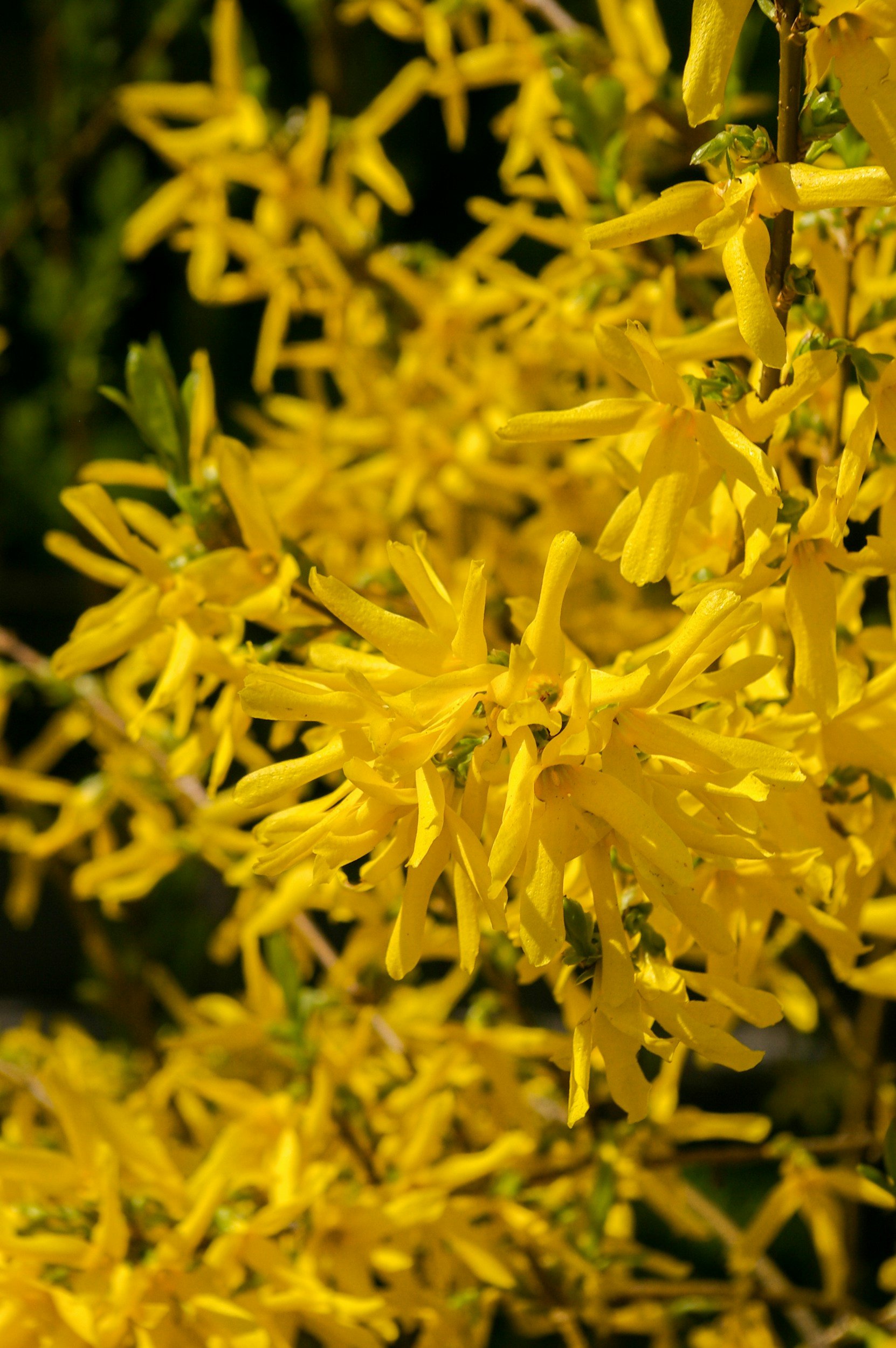 Forsythia