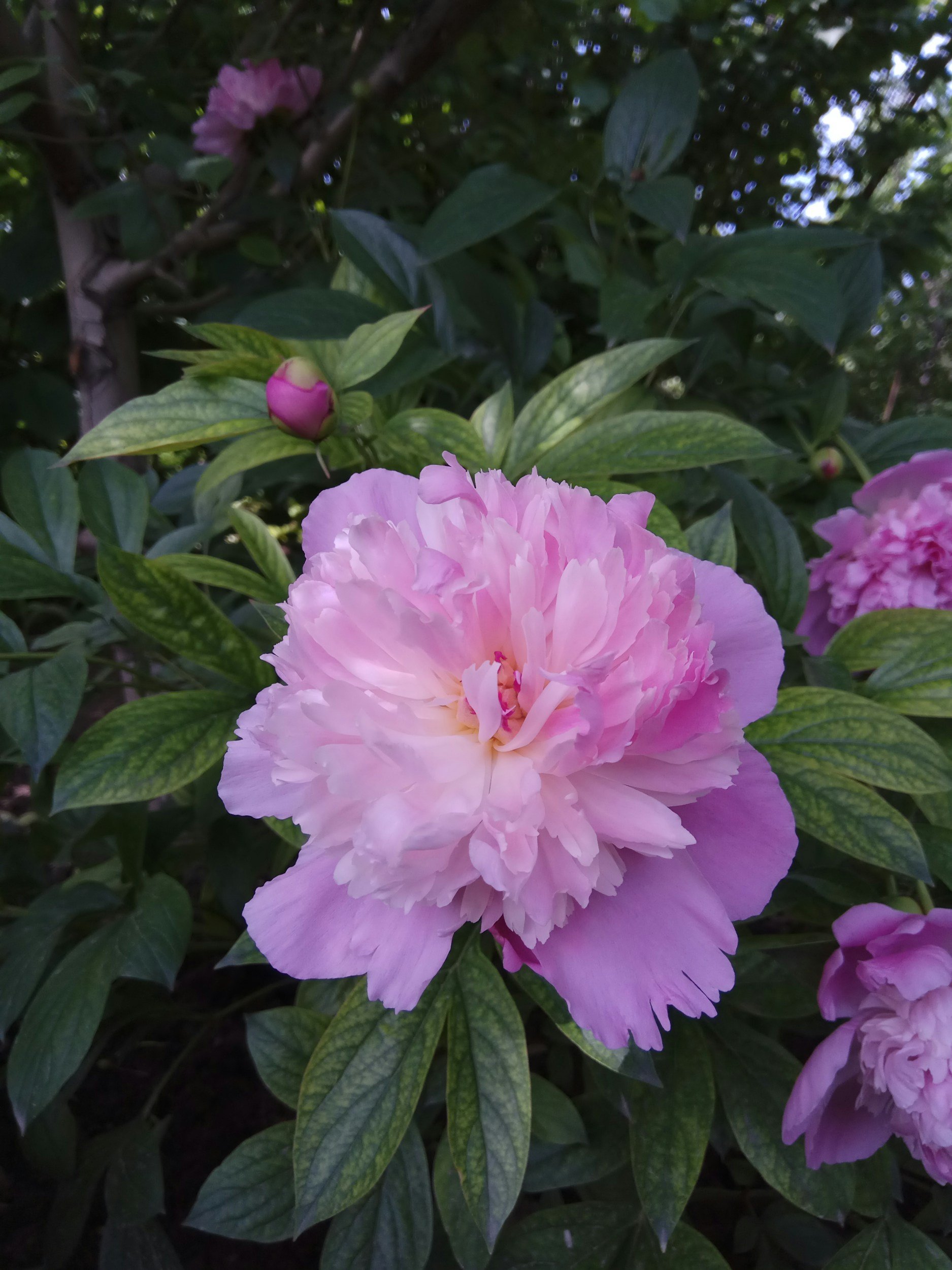 Peony