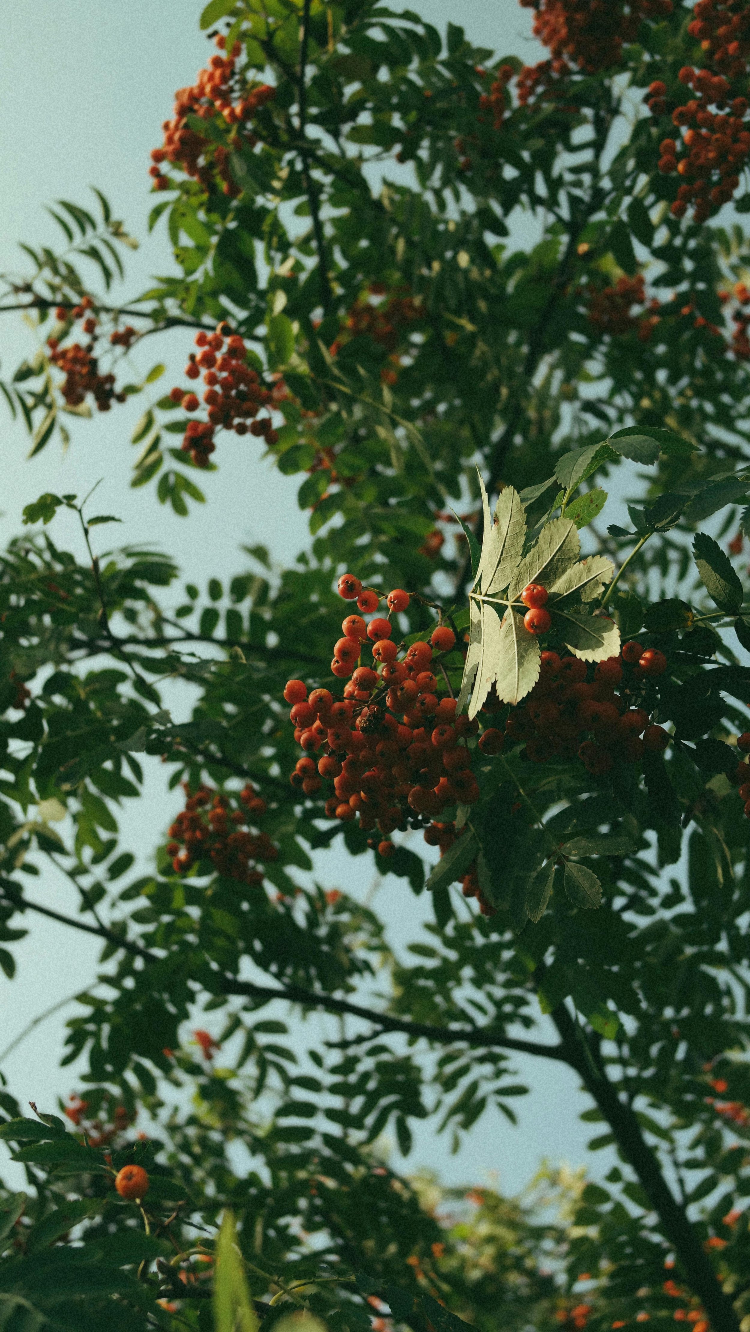 Hawthorn Tree