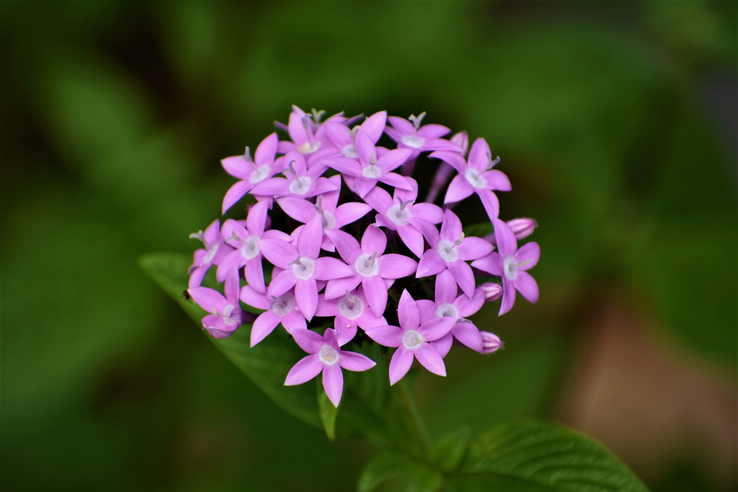 Pentas