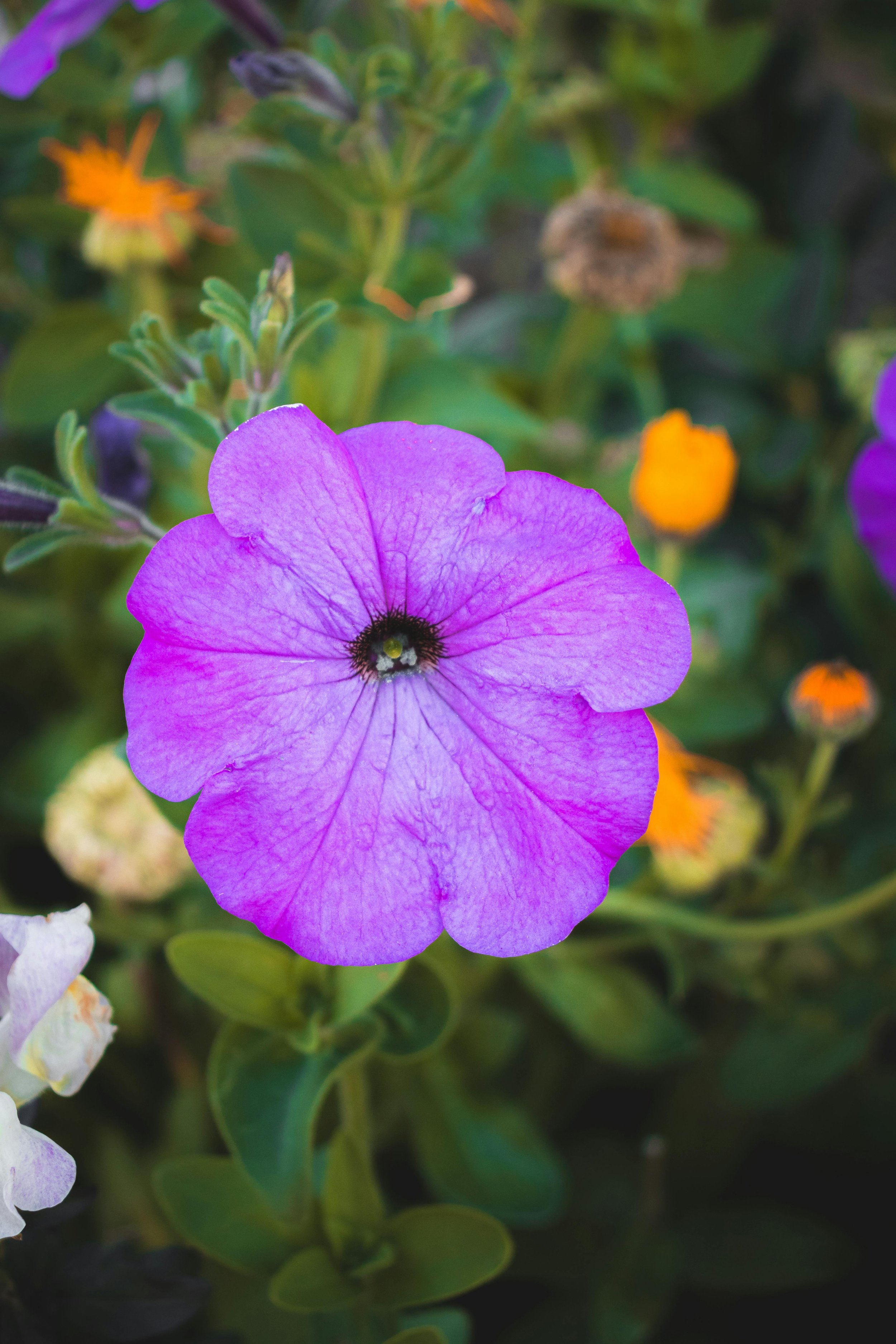 Petunia