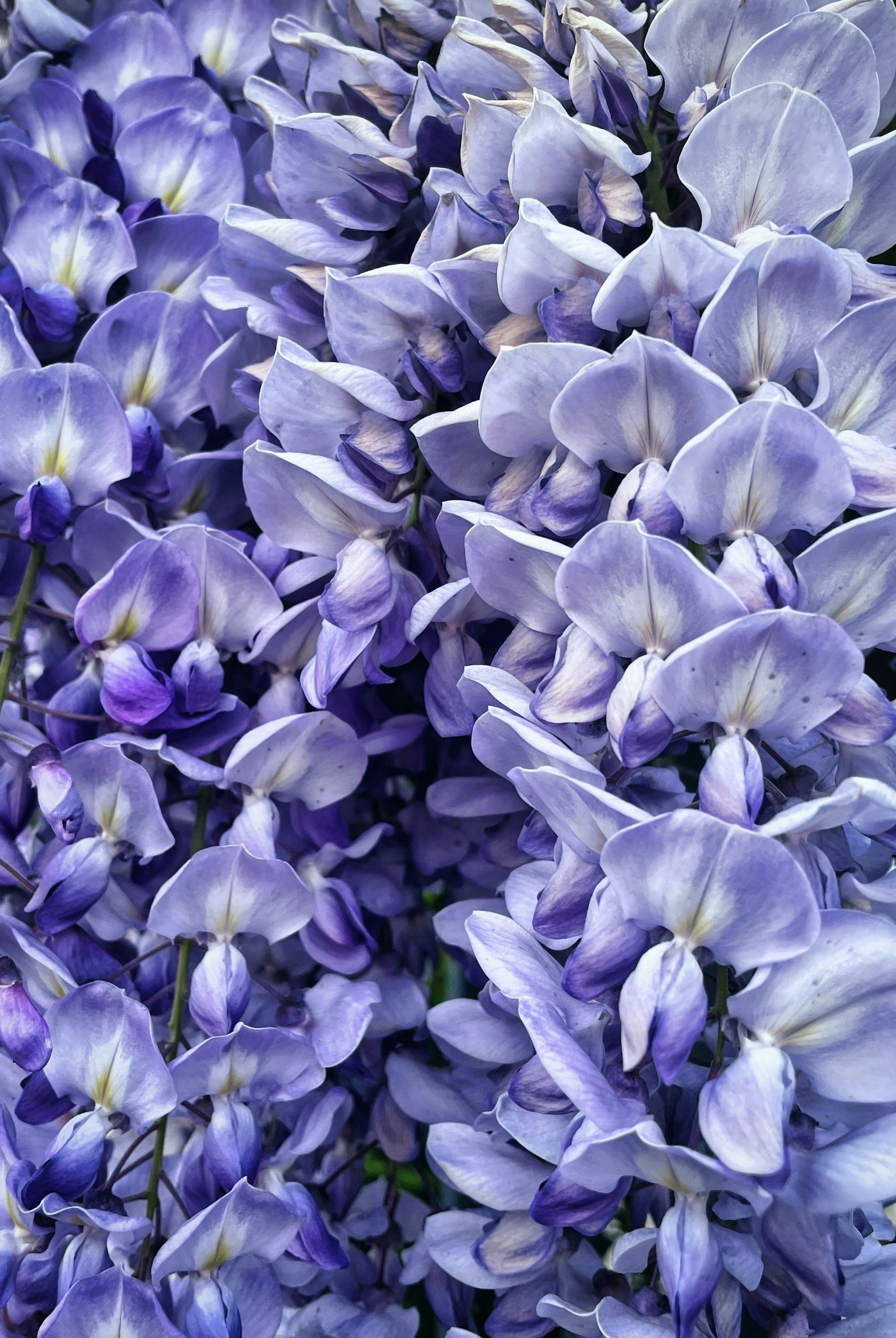 Wisteria
