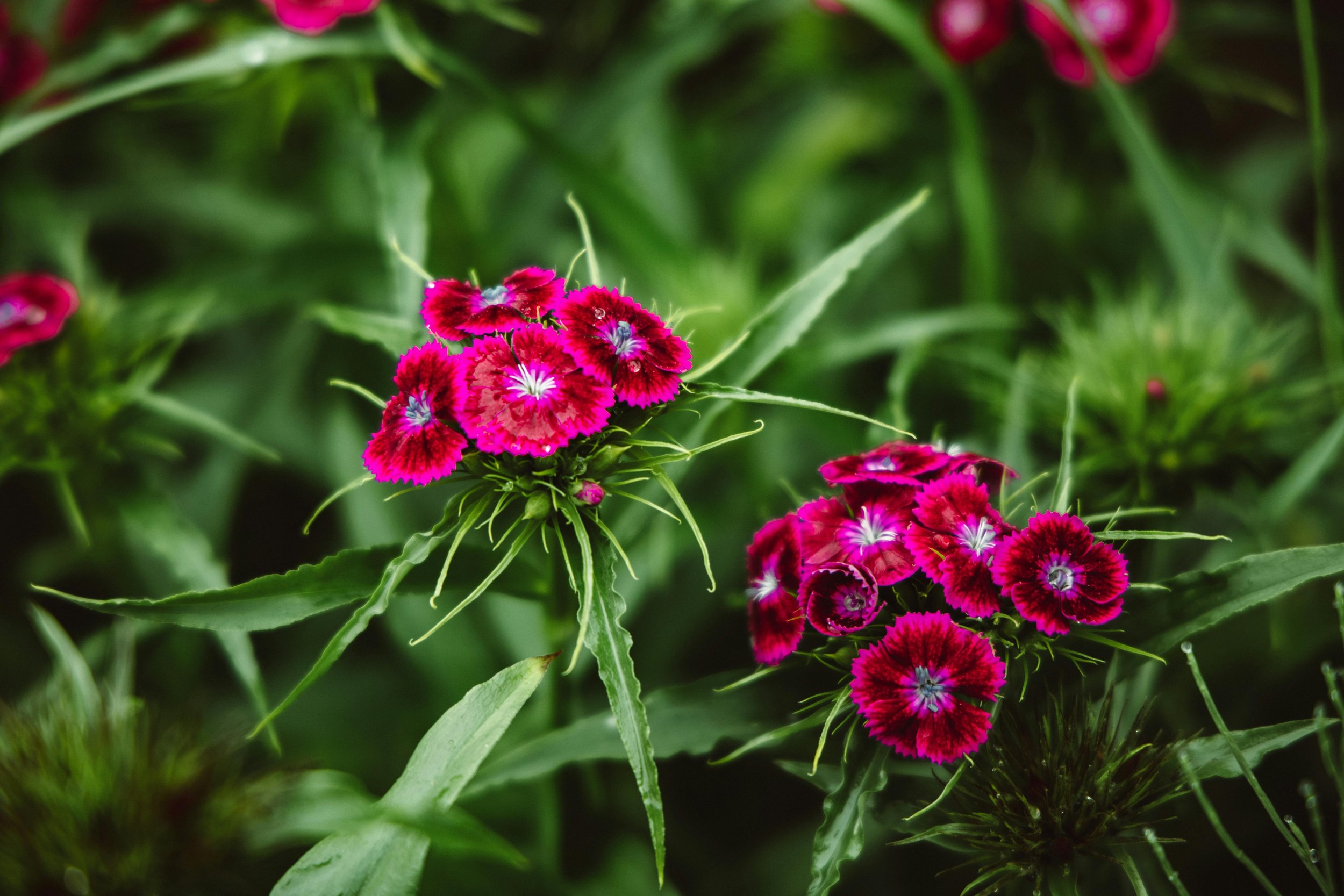 Dianthus