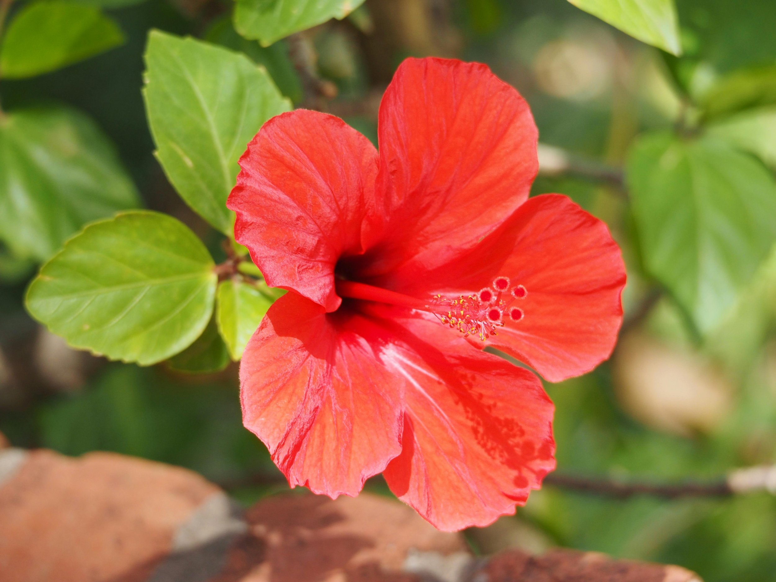 Hibiscus (Rose Mallow)
