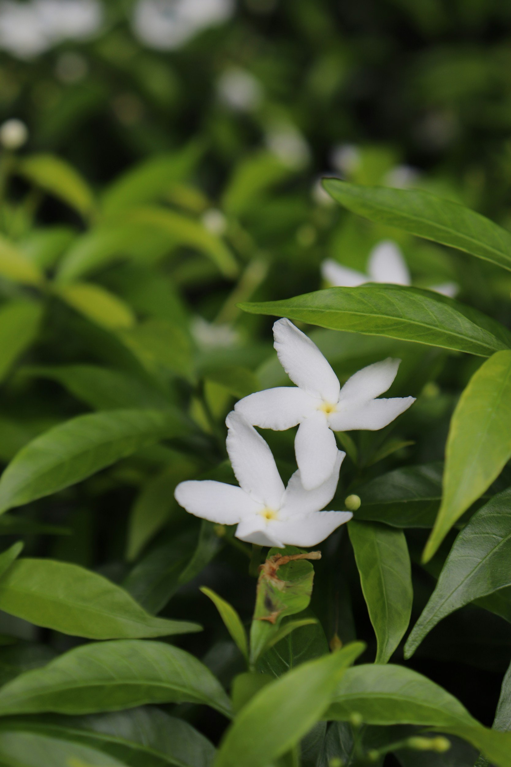 Jasmine