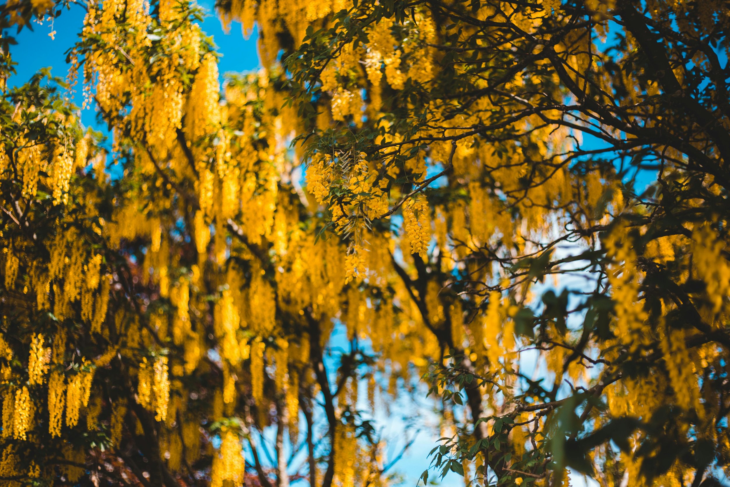 Golden Chain Tree
