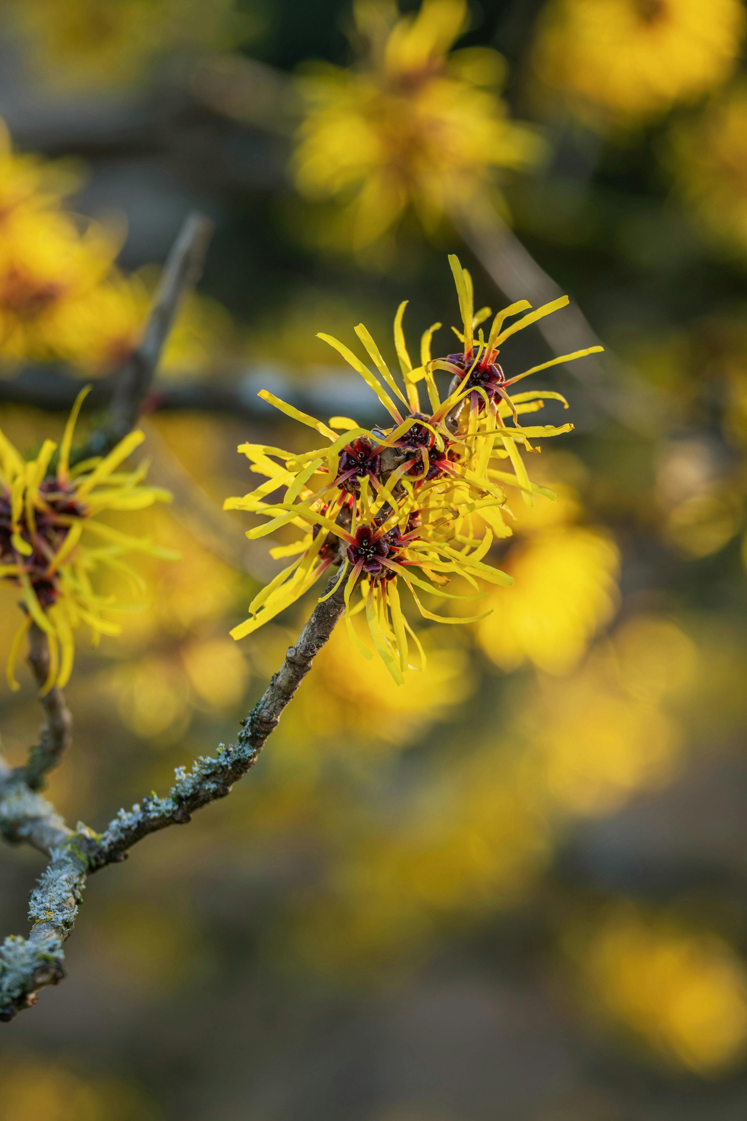 Witch Hazel