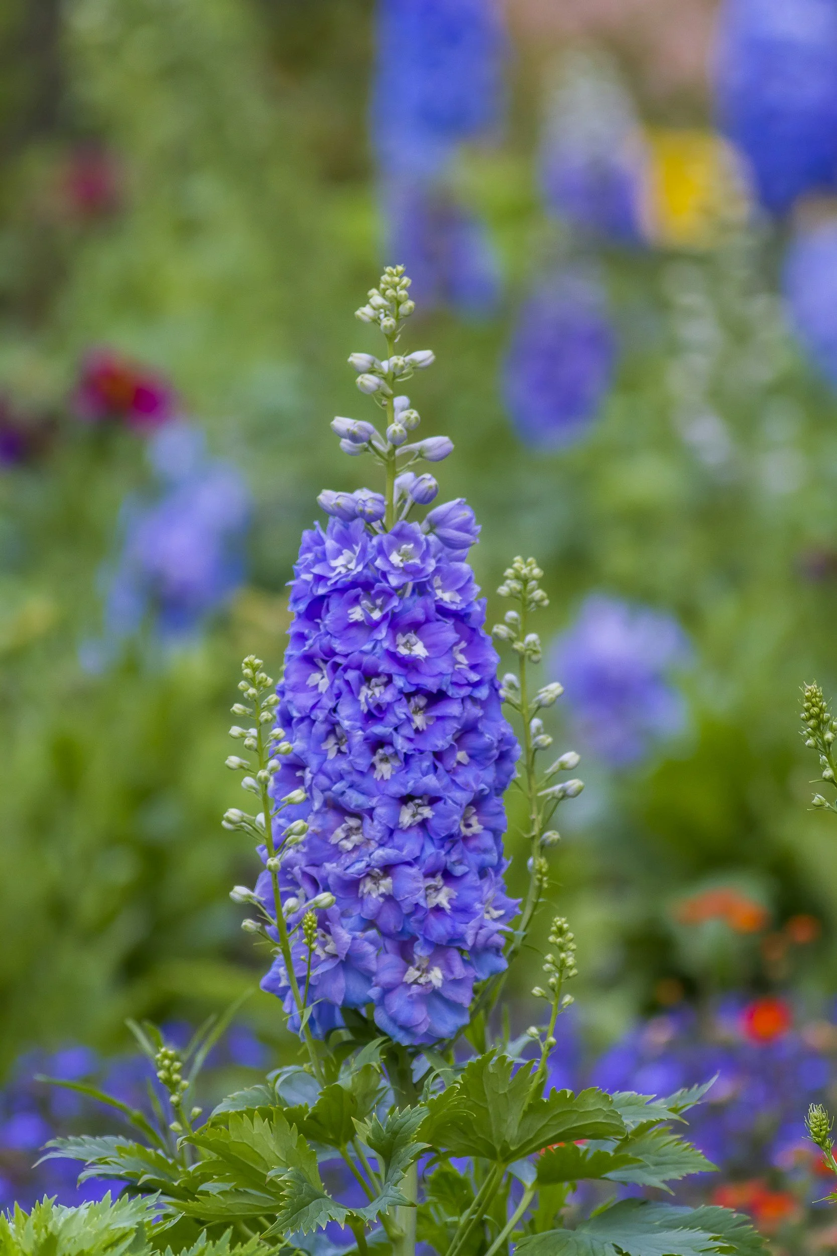 Delphinium