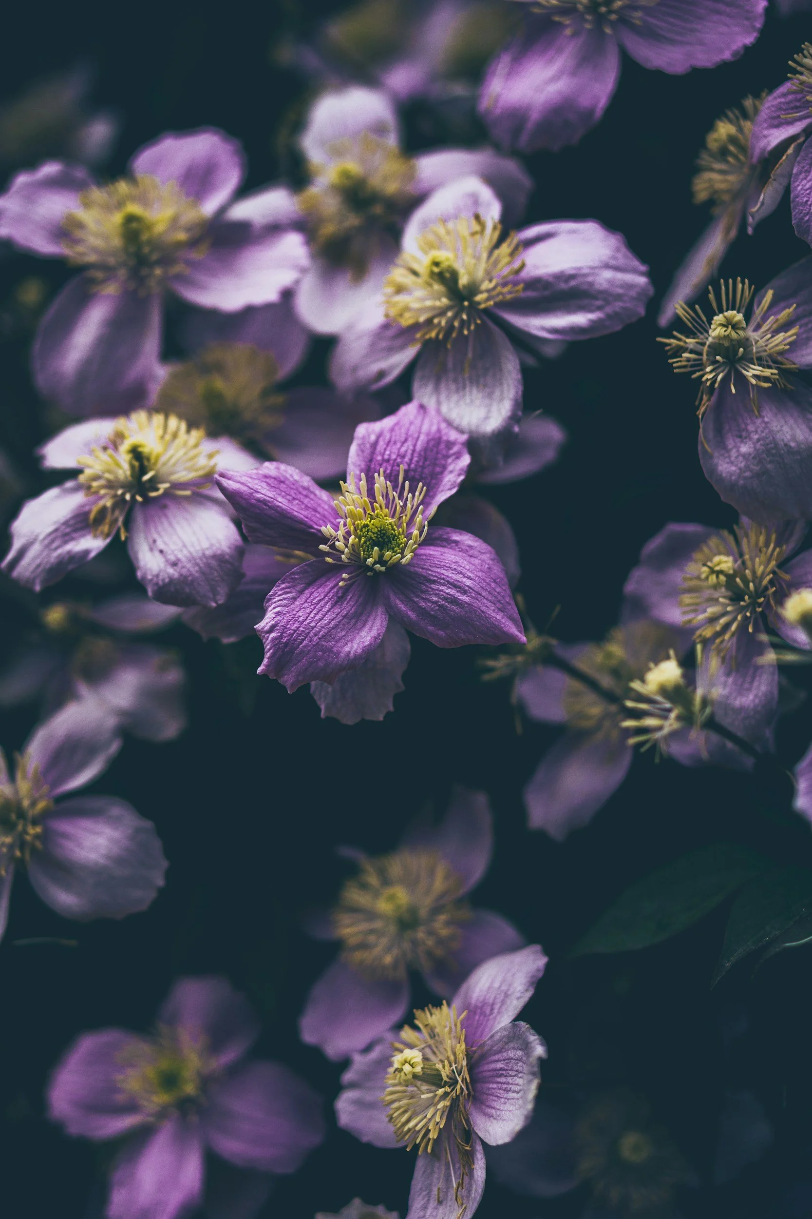 Clematis