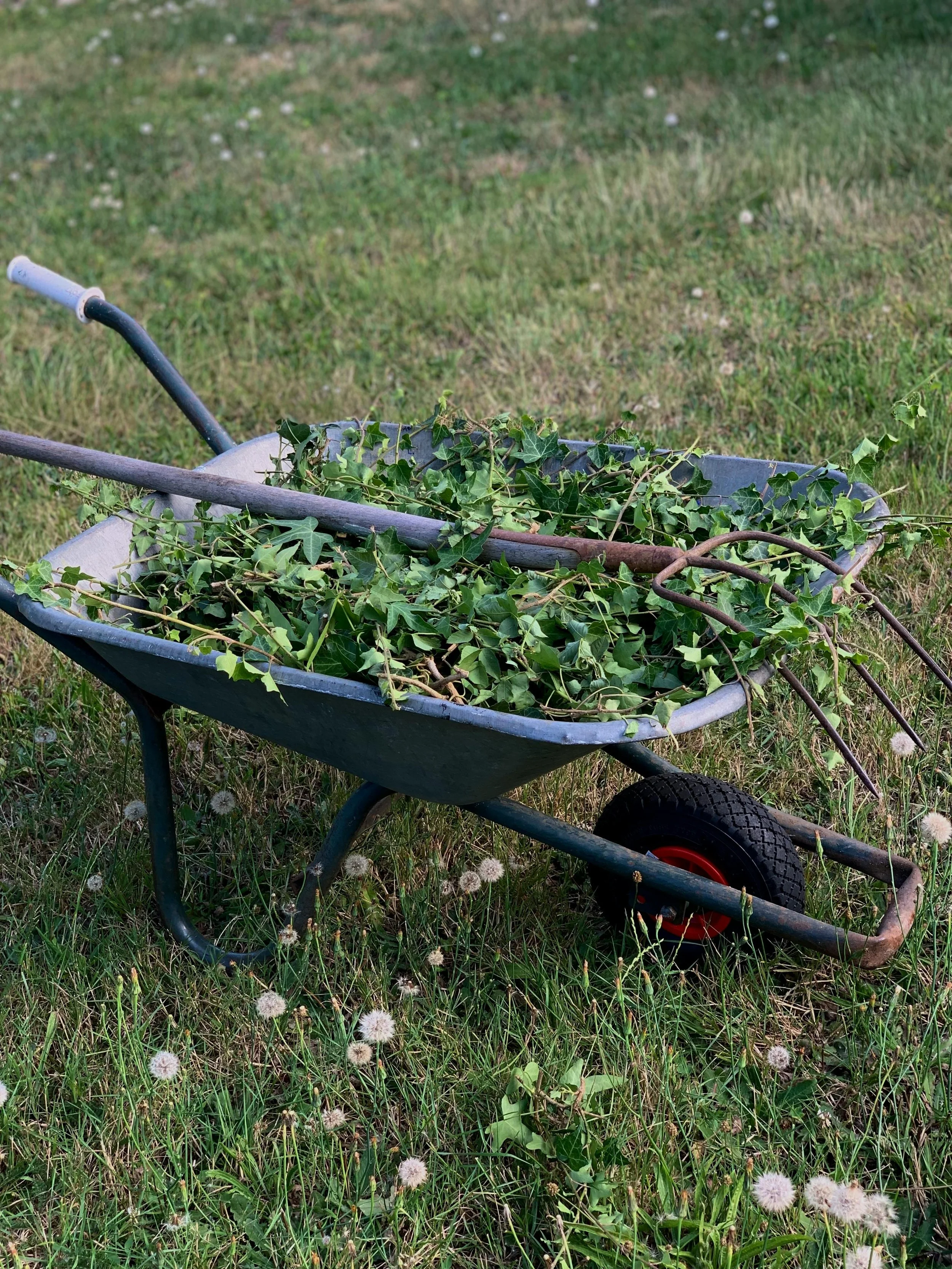 Garden Weeds