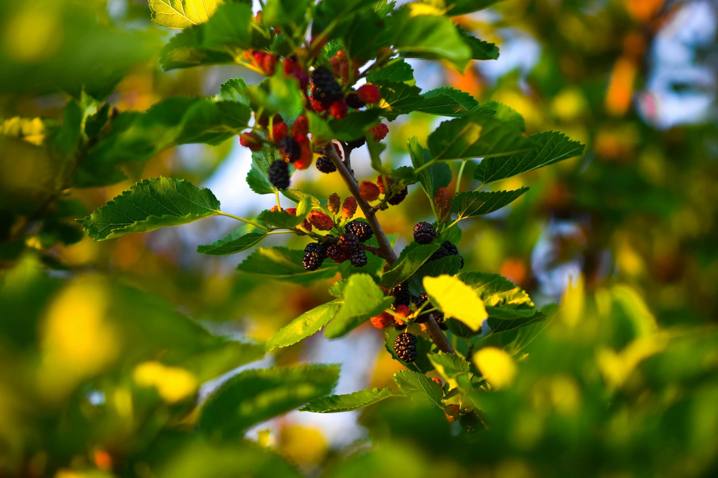 Mulberry Tree
