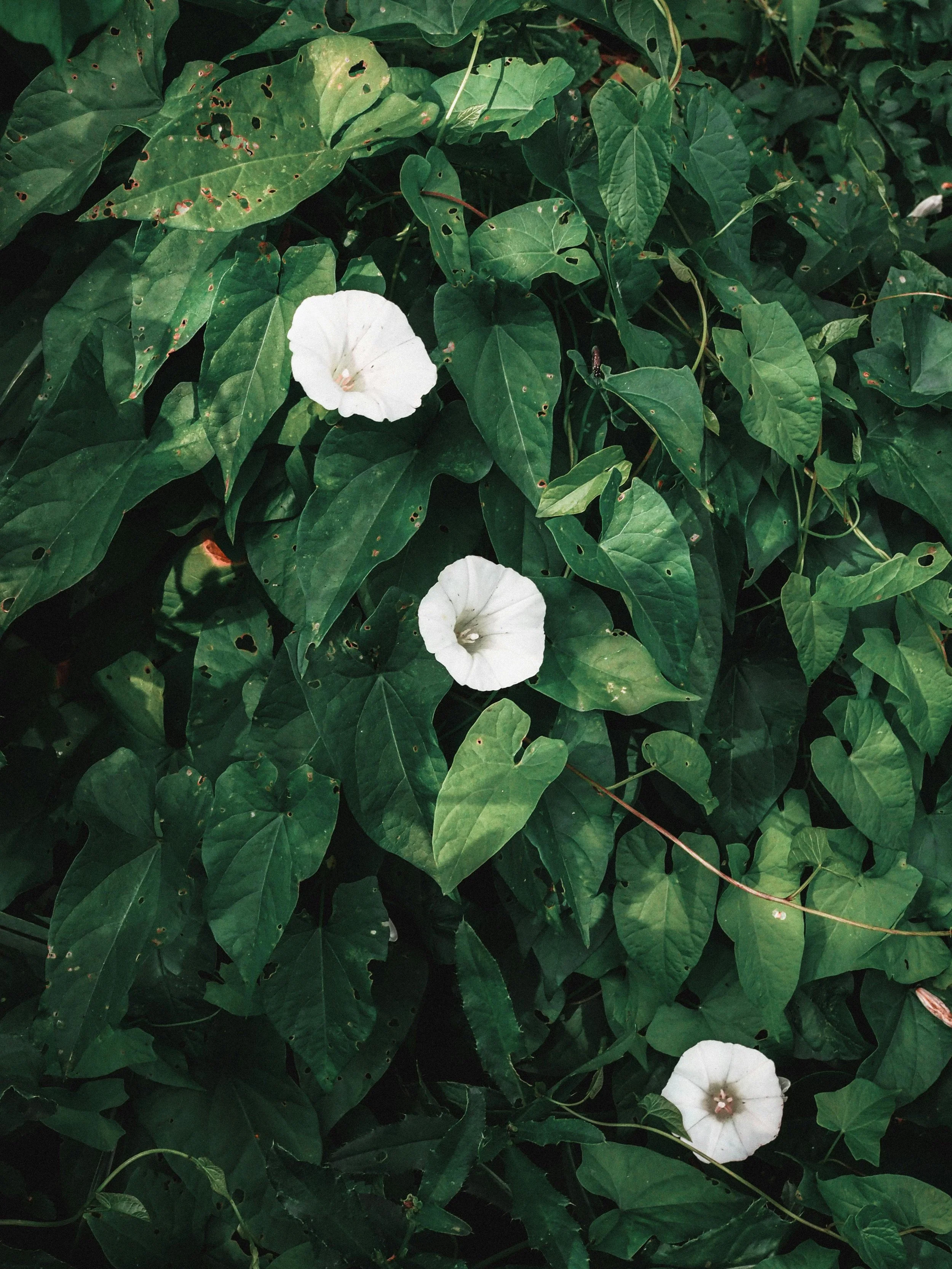 Bindweed