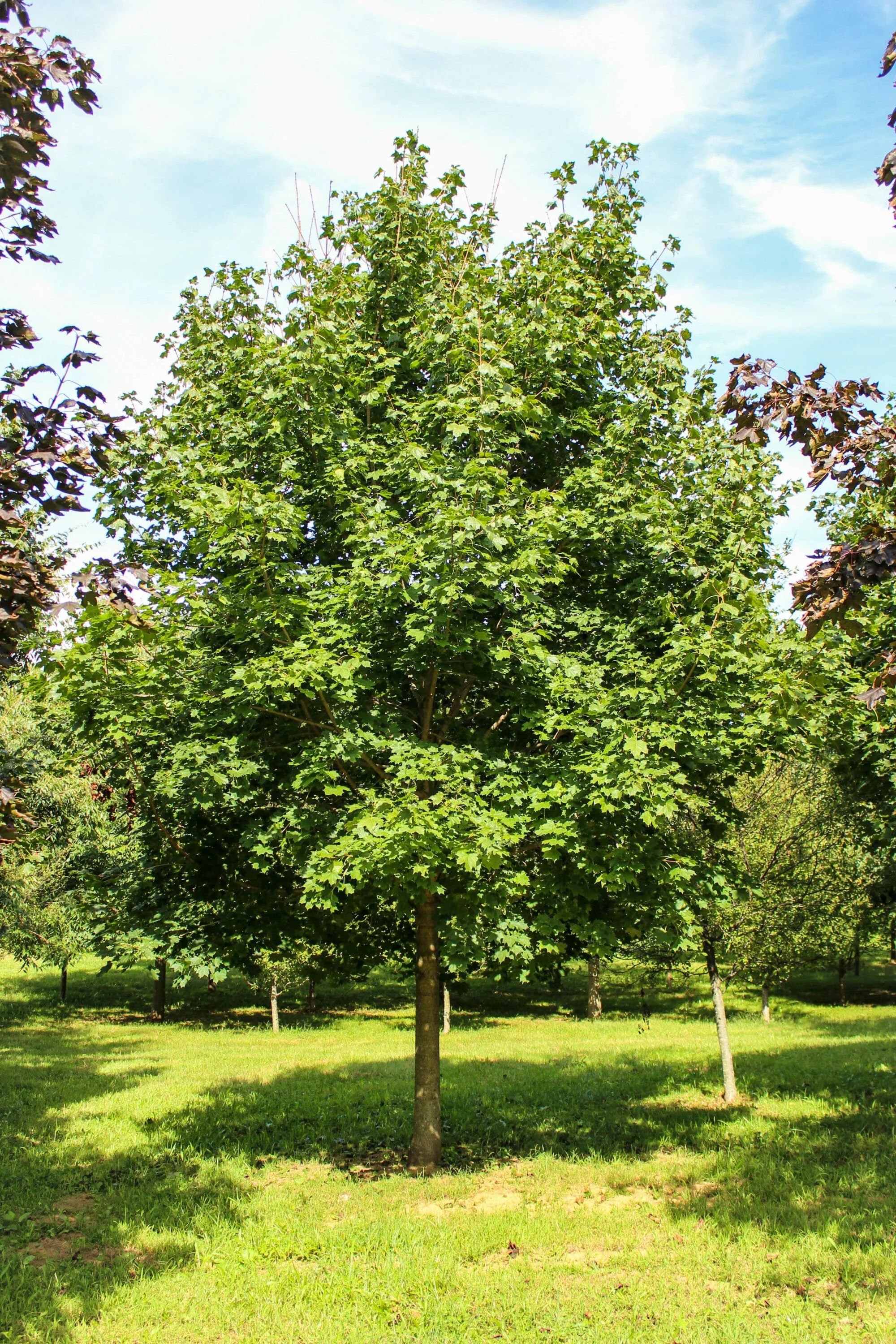 The Norway Maple